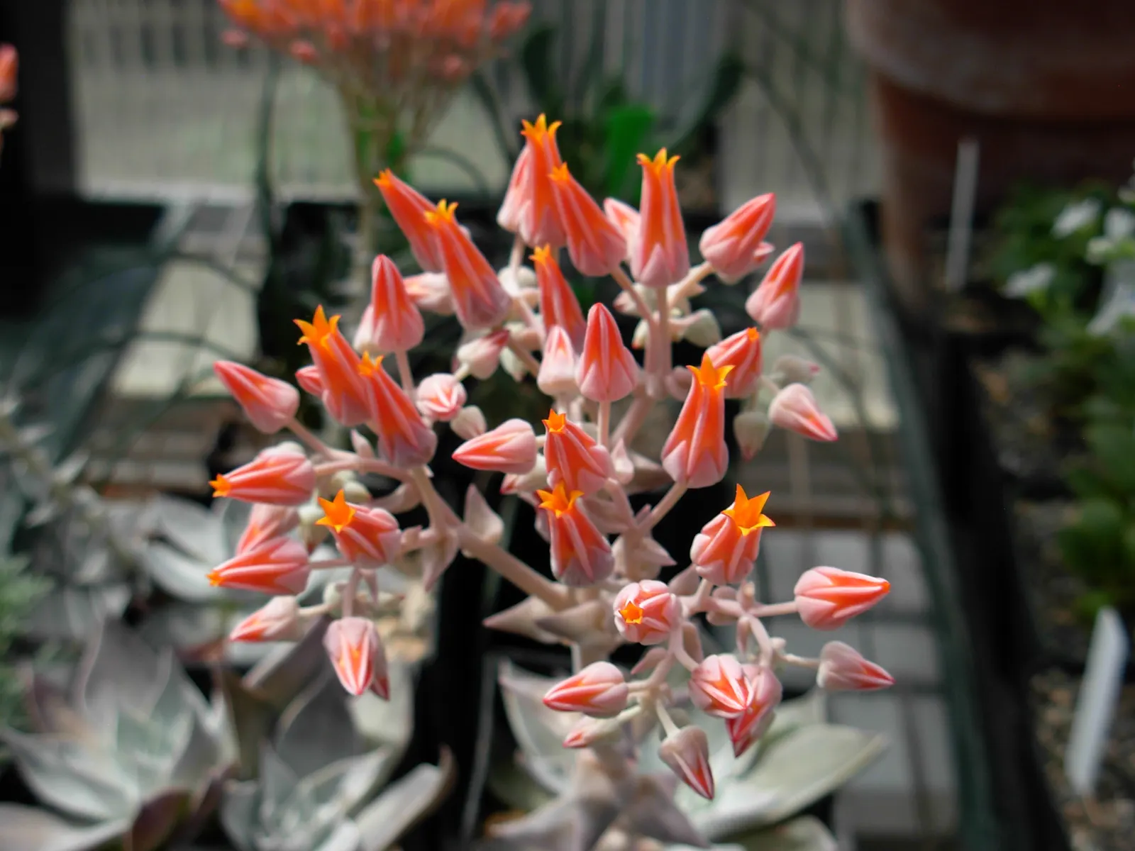 Canyon Live-Forever. (Dudleya Cymosa) — During the spring and early summer; indicating resilience against cooler temperatures, image 74