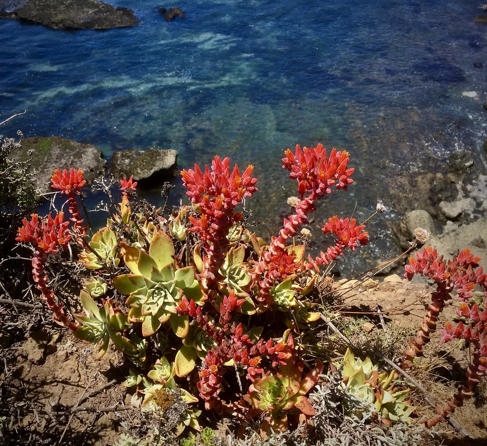 Canyon Live-Forever. (Dudleya Cymosa) — attracting a variety of pollinators which include hummingbirds and bees.<br><br>Requiring minimal, image 49