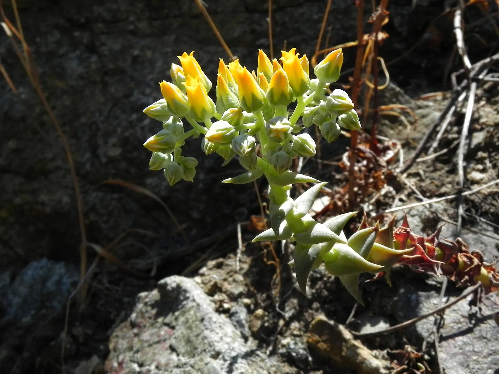 Canyon Live-Forever. (Dudleya Cymosa) — USDA zones 7-10 suit it best; excelling in well-drained soils, it requires minimal water, making it ideal for