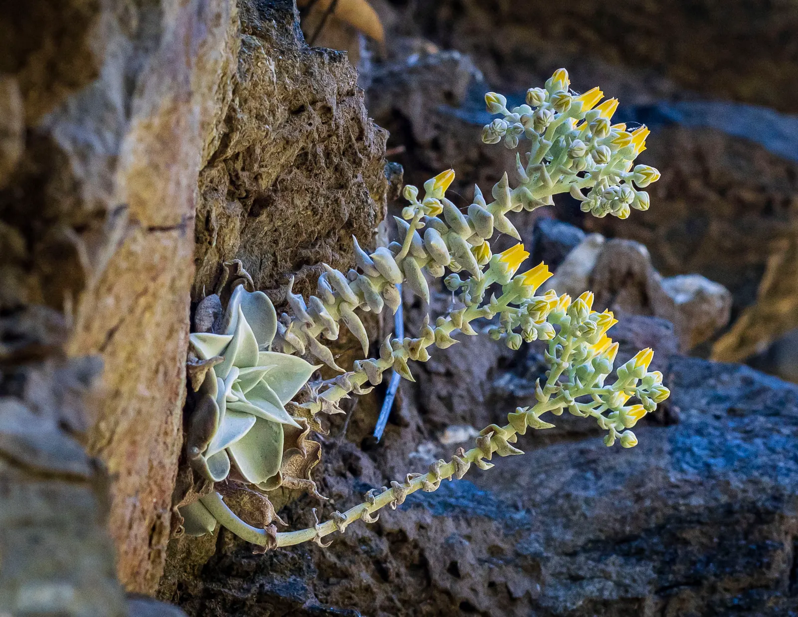 Canyon Live-Forever. (Dudleya Cymosa) — Excelling in well-drained soils, it requires minimal water, making it ideal for drought-tolerant gardens, image 88