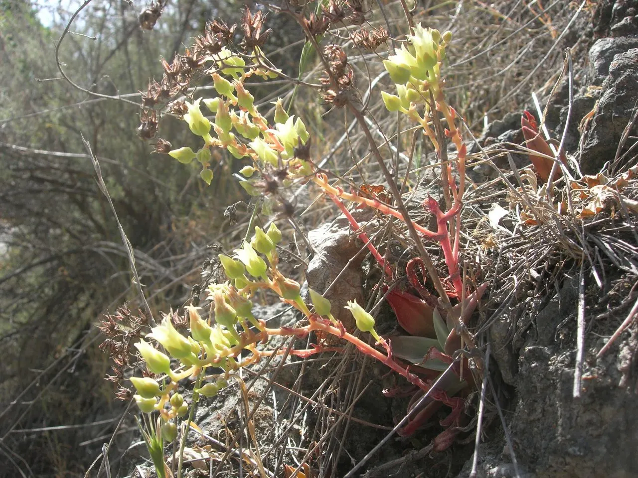 Canyon Live-Forever. (Dudleya Cymosa) — When integrating into a design scheme