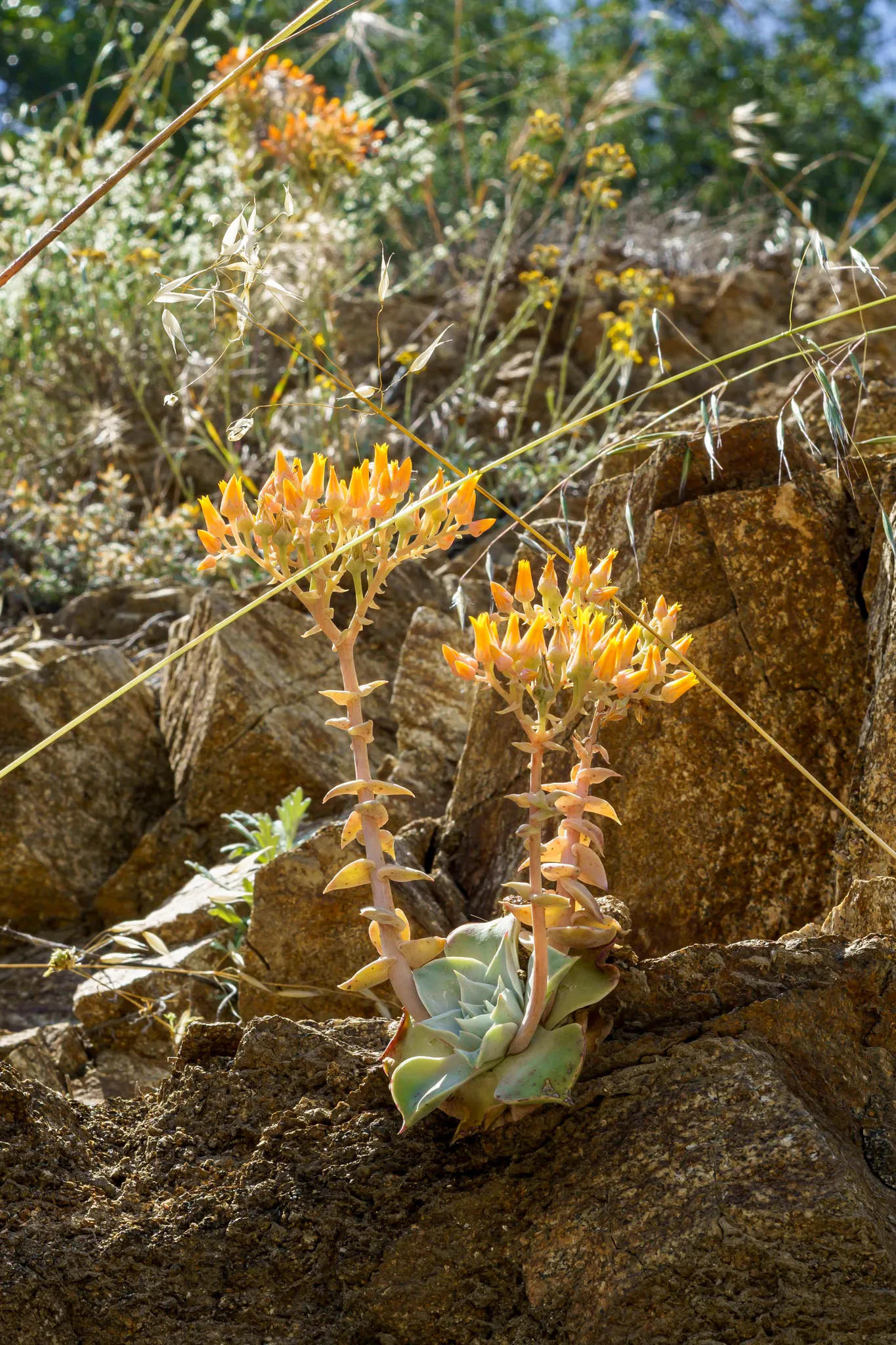 Canyon Live-Forever. (Dudleya Cymosa) — this plant showcases its true glory with flowering stalks that can soar between 1 to 2 feet tall; during, image 75