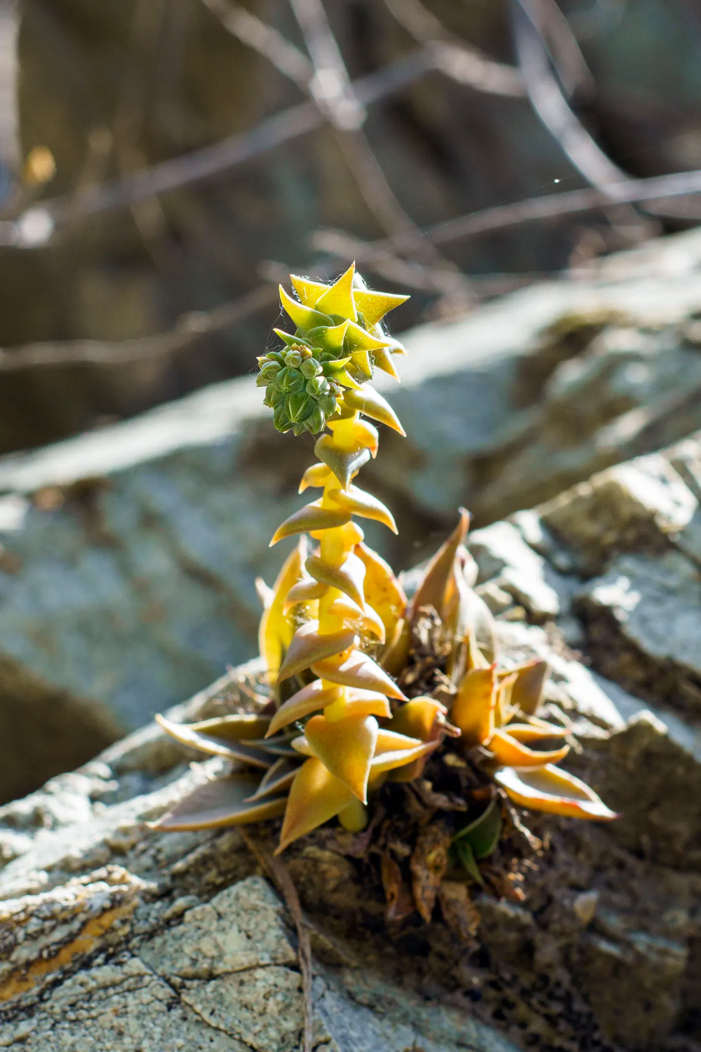 Canyon Live-Forever. (Dudleya Cymosa) — attracting a variety of pollinators which include hummingbirds and bees.<br><br>Requiring minimal maintenance