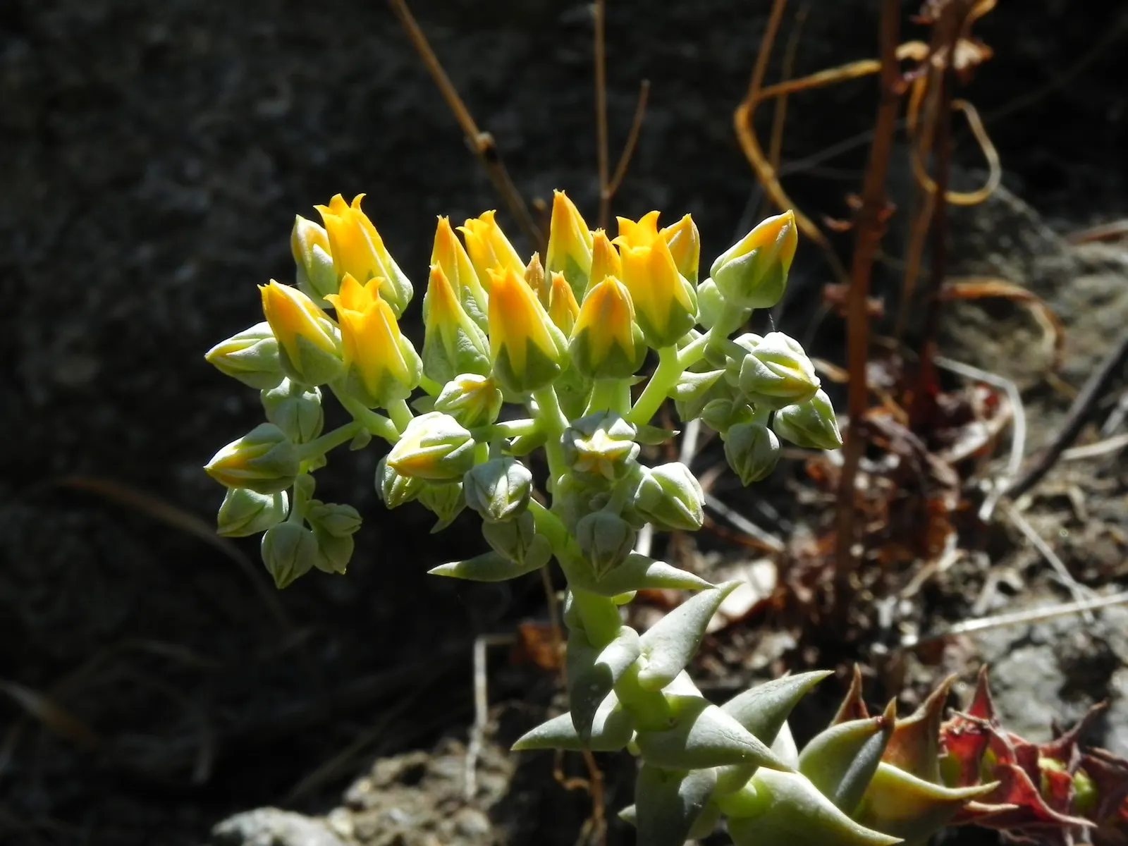 Canyon Live-Forever. (Dudleya Cymosa) — this hardy plant thrives in USDA Hardiness Zones 5 to 10; indicating resilience against cooler temperatures