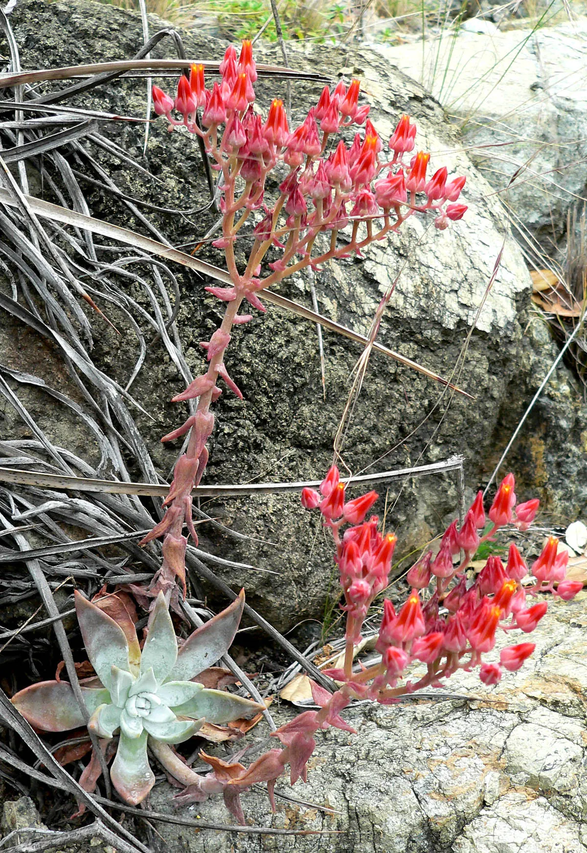 Canyon Live-Forever. (Dudleya Cymosa) — succulent with yellow blooms; during the spring and early summer, image 83