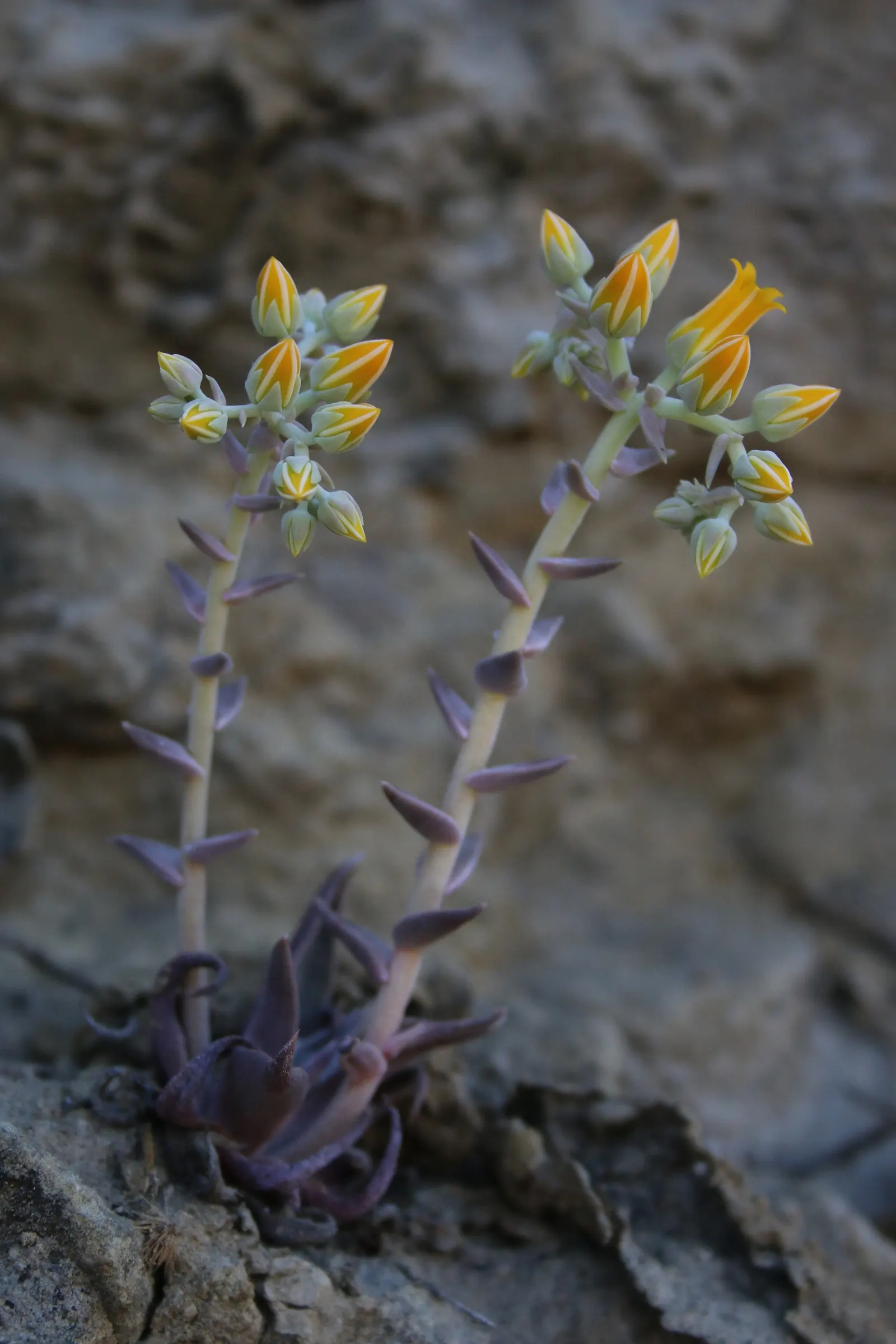 Canyon Live-Forever. (Dudleya Cymosa) — succulent for full or half