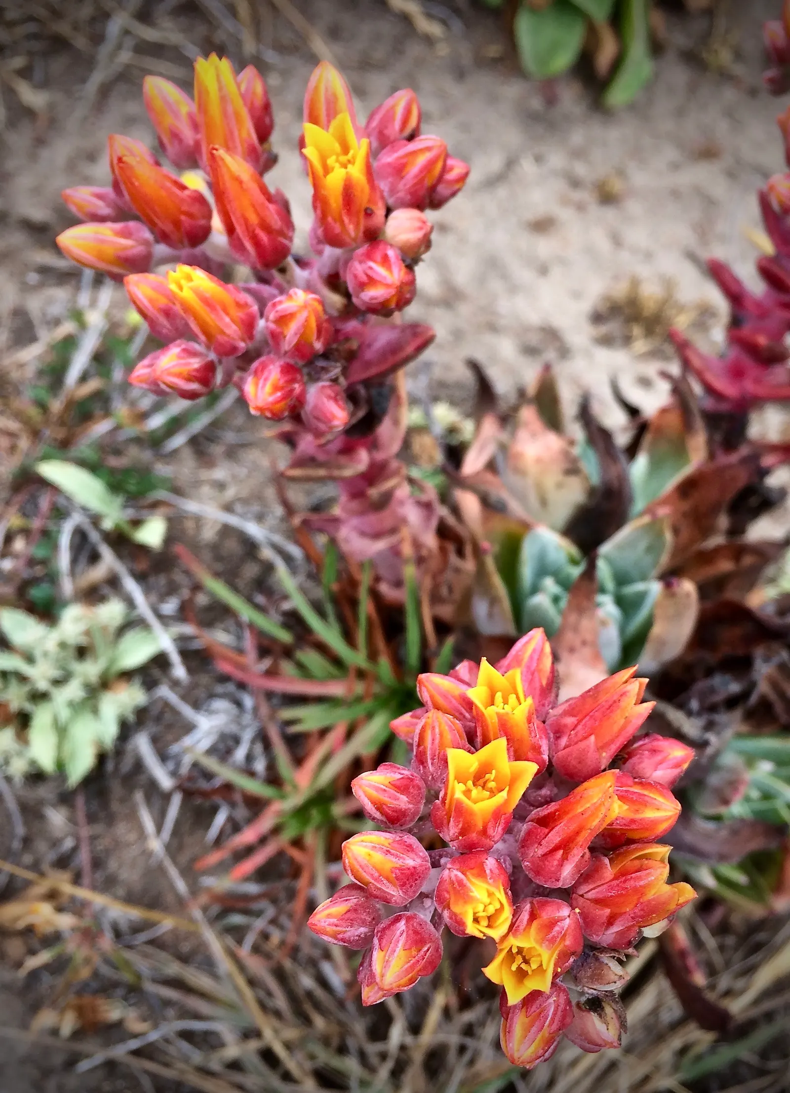 Canyon Live-Forever. (Dudleya Cymosa) — The Canyon Live-Forever, Dudleya cymosa, is a perennial succulent native to Californian cliffs; excelling in