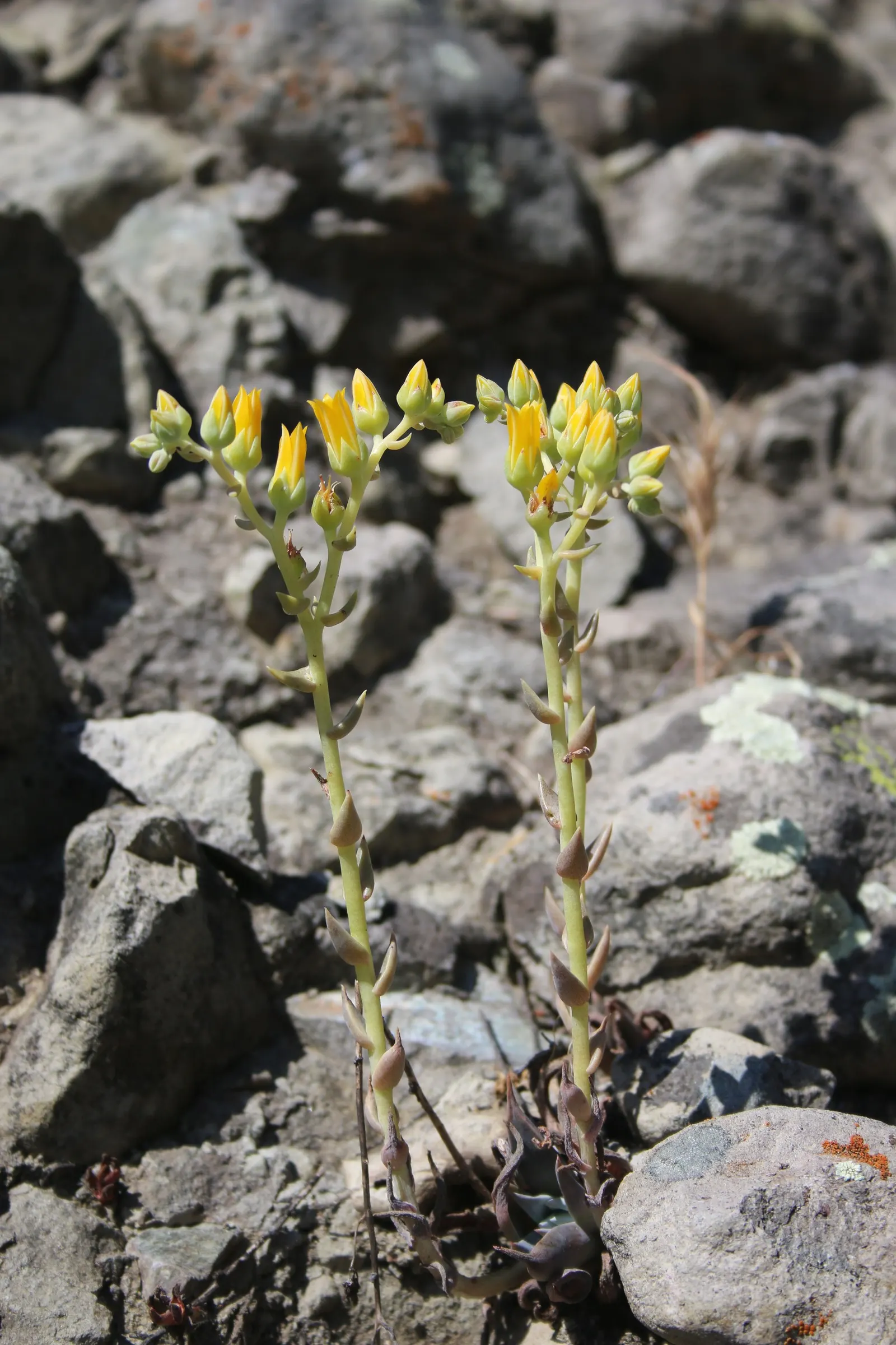 Canyon Live-Forever. (Dudleya Cymosa) — During the spring and early summer