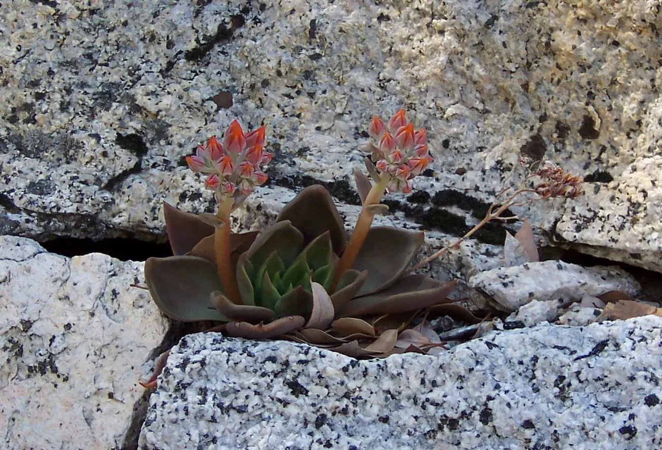 Canyon Live-Forever. (Dudleya Cymosa) — It forms striking rosettes up to 8 inches across, with waxy, tapered leaves; indicating resilience against, image 58