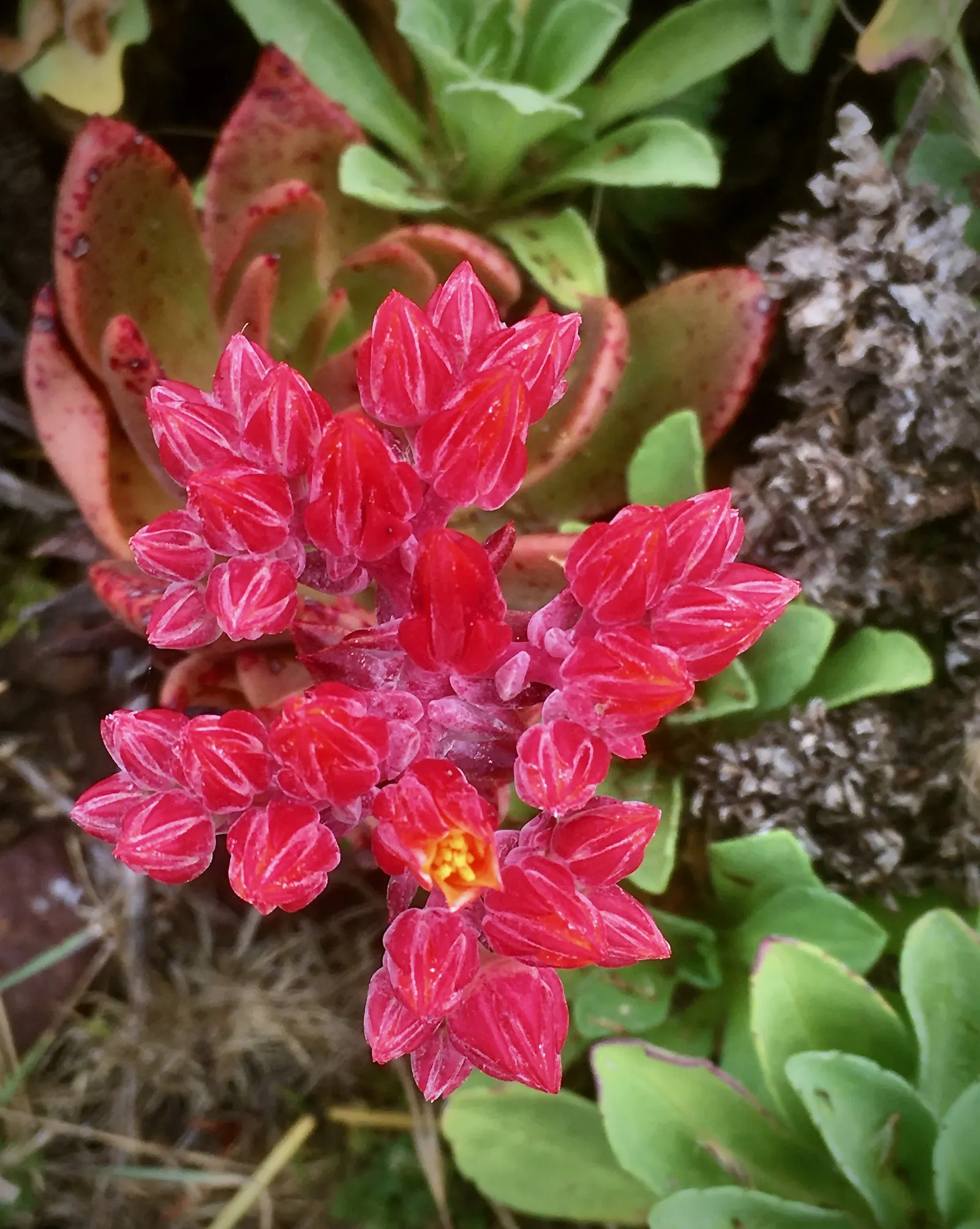 Canyon Live-Forever. (Dudleya Cymosa) — the Canyon Live-Forever prefers well-draining soil and thrives in full sun to partial shade