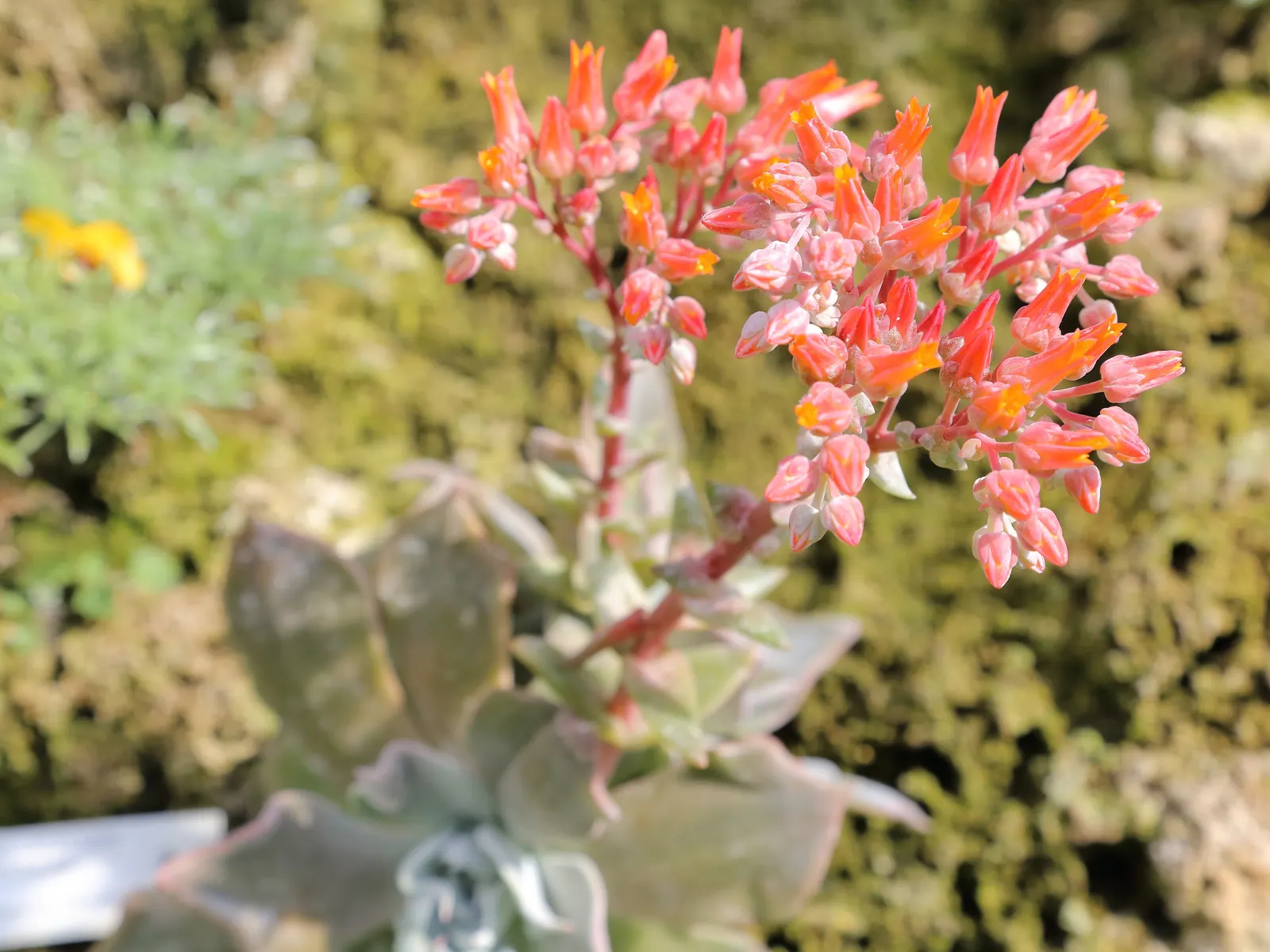 Canyon Live-Forever. (Dudleya Cymosa) — USDA zones 7-10 suit it best; excelling in well-drained soils, it requires minimal water, making it ideal, image 89