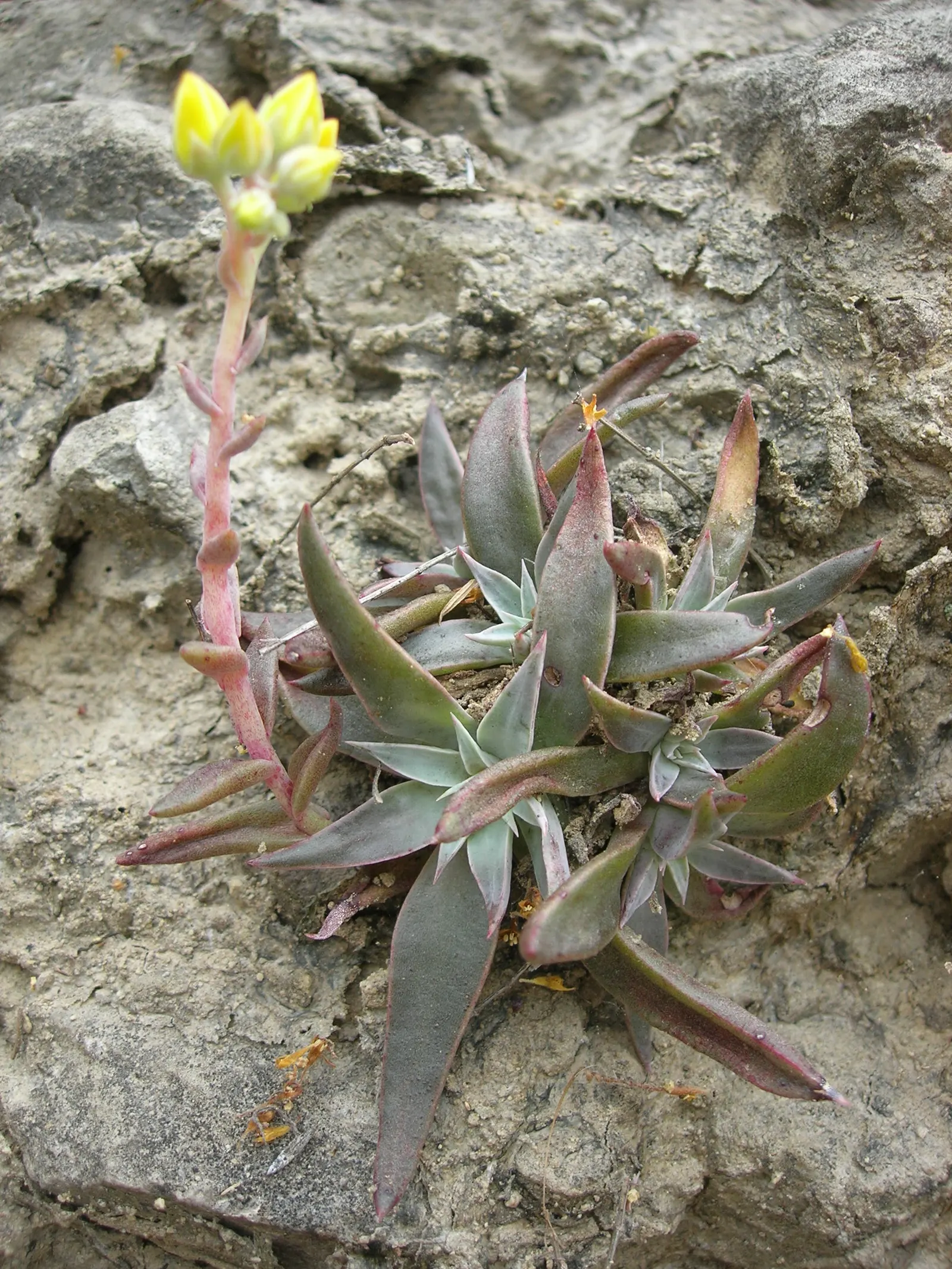 Canyon Live-Forever. (Dudleya Cymosa) — the leaves can reach up to 8 inches in height and width; ensuring a visually stunning and healthy garden, image 72