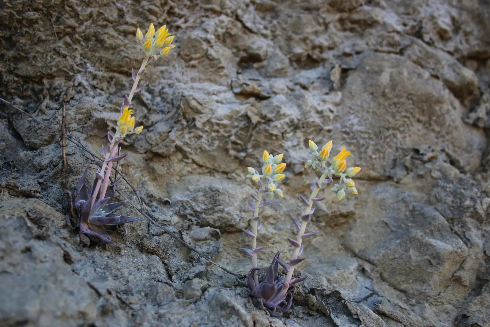 Canyon Live-Forever. (Dudleya Cymosa) — radiating from the plant's base