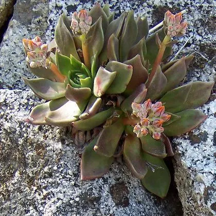 Canyon Live-Forever. (Dudleya Cymosa) — yellow flowers in the garden; indicating resilience against cooler temperatures, image 82