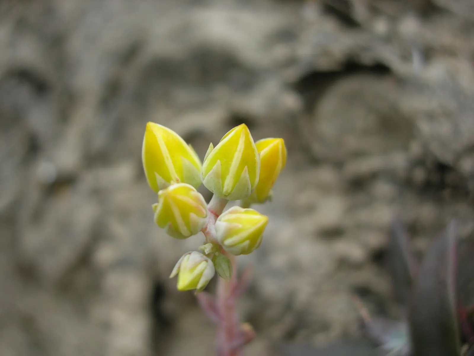 Canyon Live-Forever. (Dudleya Cymosa) — Excelling in well-drained soils, it requires minimal water, making it ideal for drought-tolerant gardens, image 60