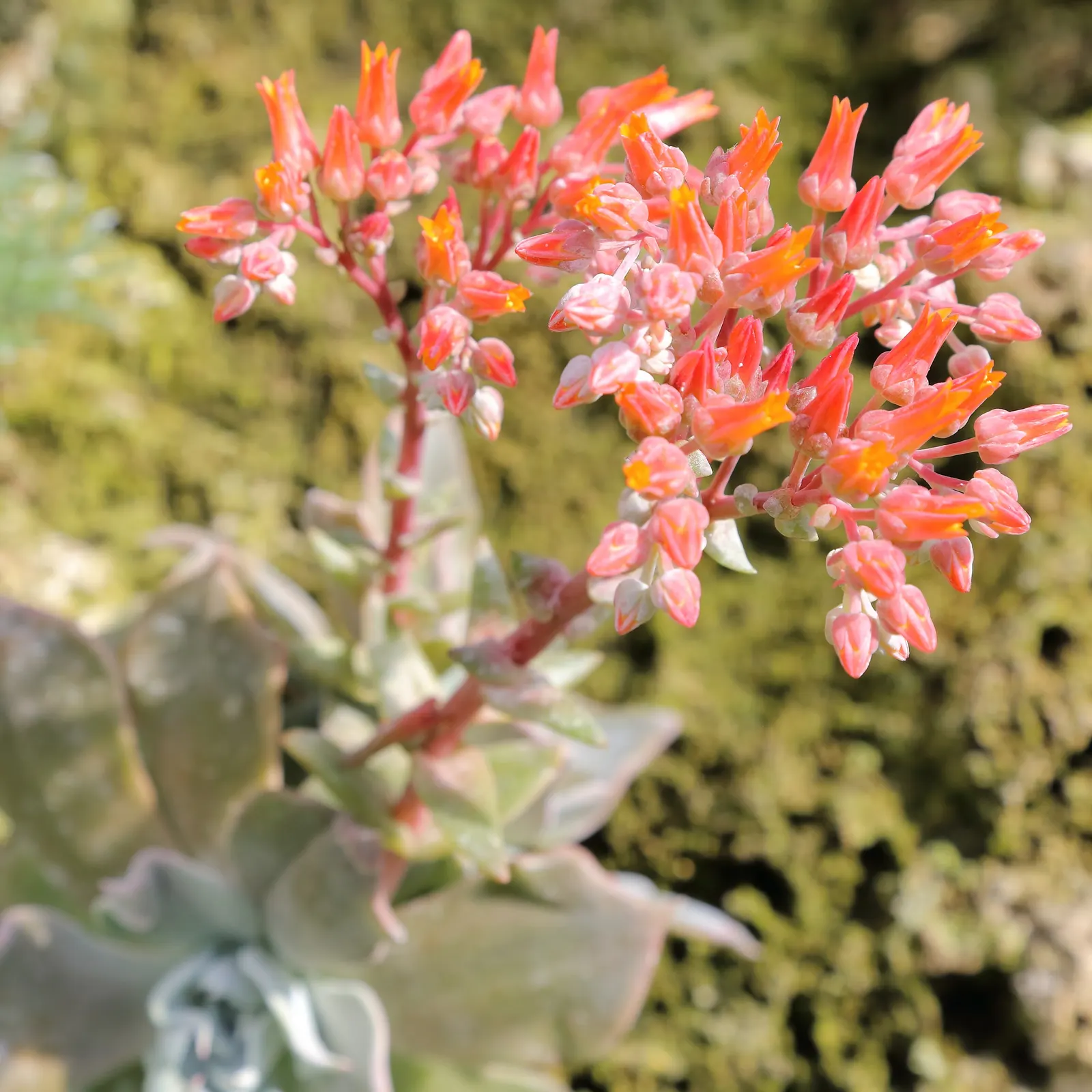 Canyon Live-Forever. (Dudleya Cymosa) — this plant showcases its true glory with flowering stalks that can soar between 1 to 2 feet tall; during the spring and