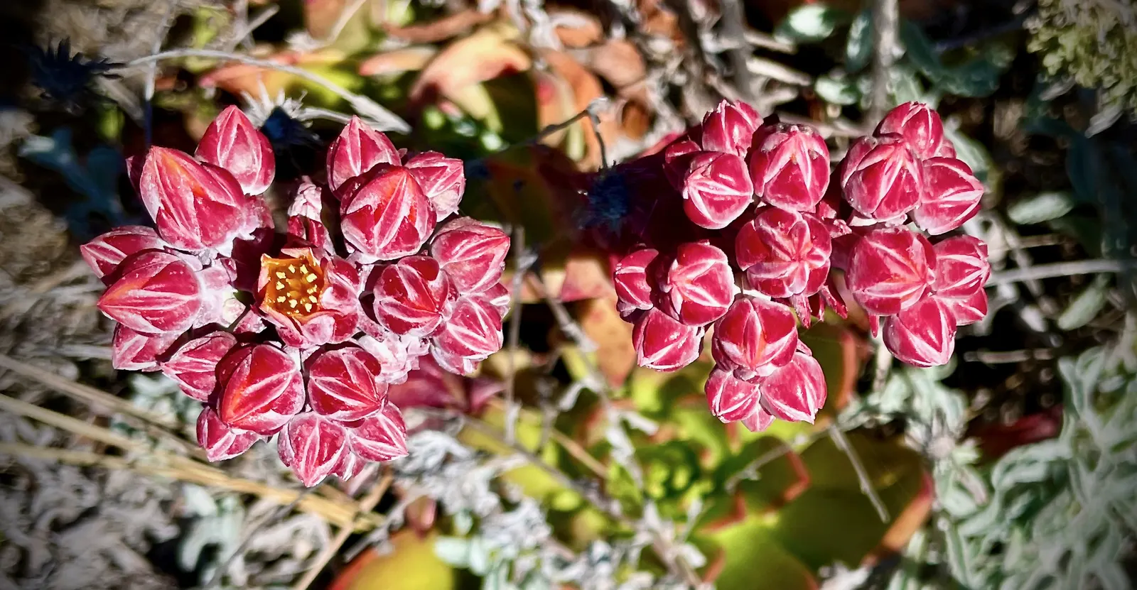 Canyon Live-Forever. (Dudleya Cymosa) — From spring to early summer, it boasts vibrant yellow-orange flowers on stems reaching up to 1 foot tall, image 87
