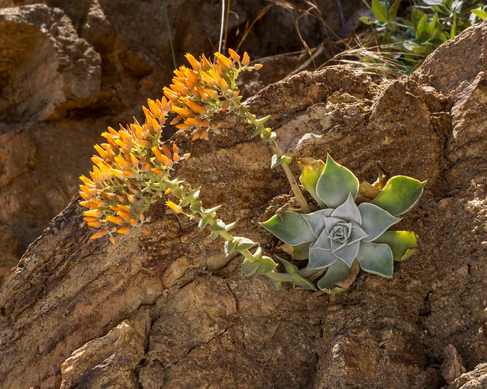 Canyon Live-Forever. (Dudleya Cymosa) — indicating resilience against cooler temperatures; during the spring and early summer, image 67
