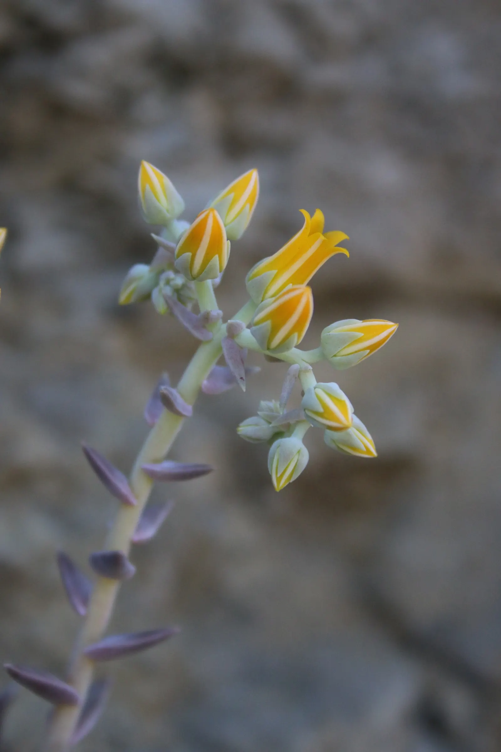 Canyon Live-Forever. (Dudleya Cymosa) — When integrating into a design scheme; ensuring a visually stunning and healthy garden addition