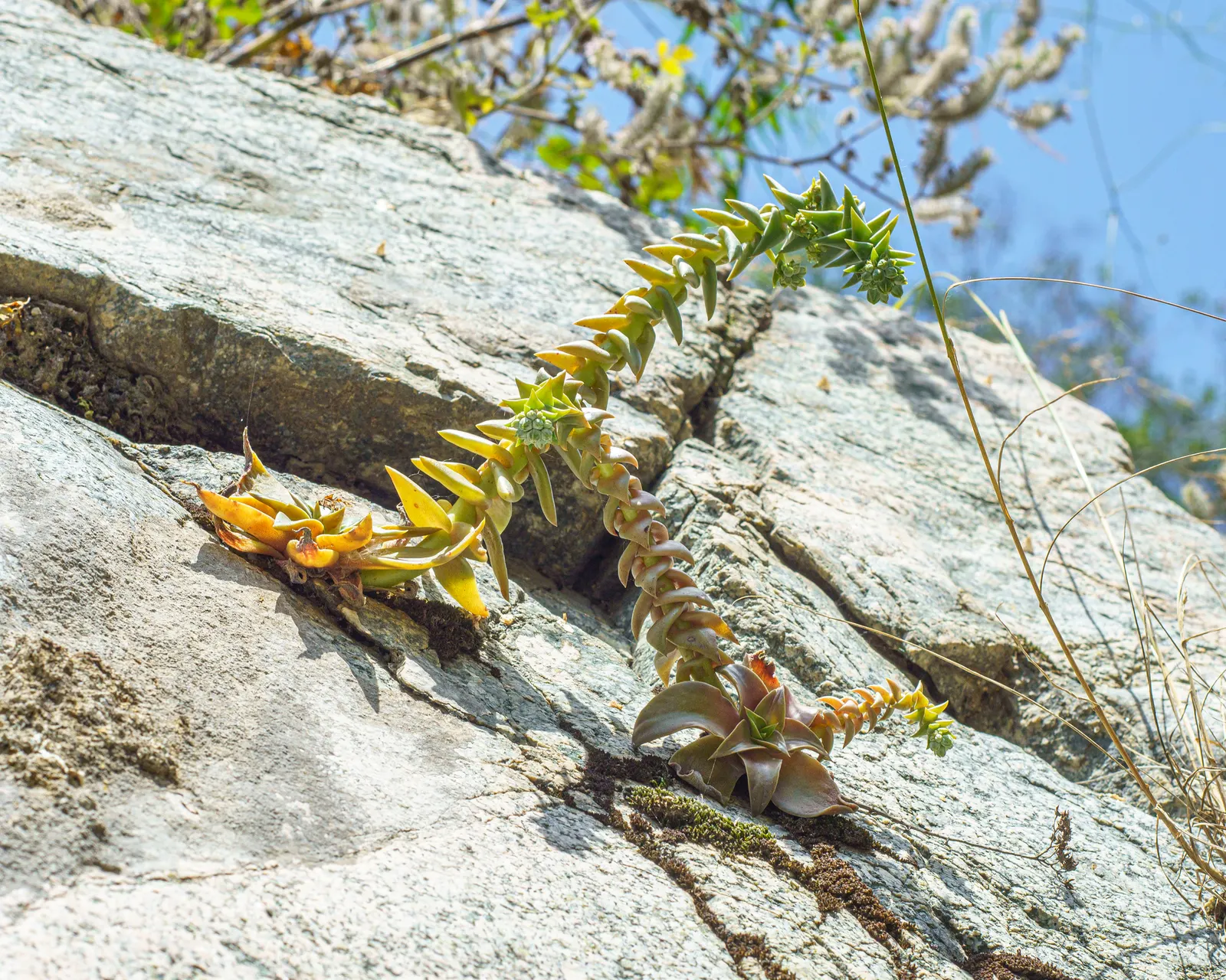 Canyon Live-Forever. (Dudleya Cymosa) — Typically green with red or purple tints