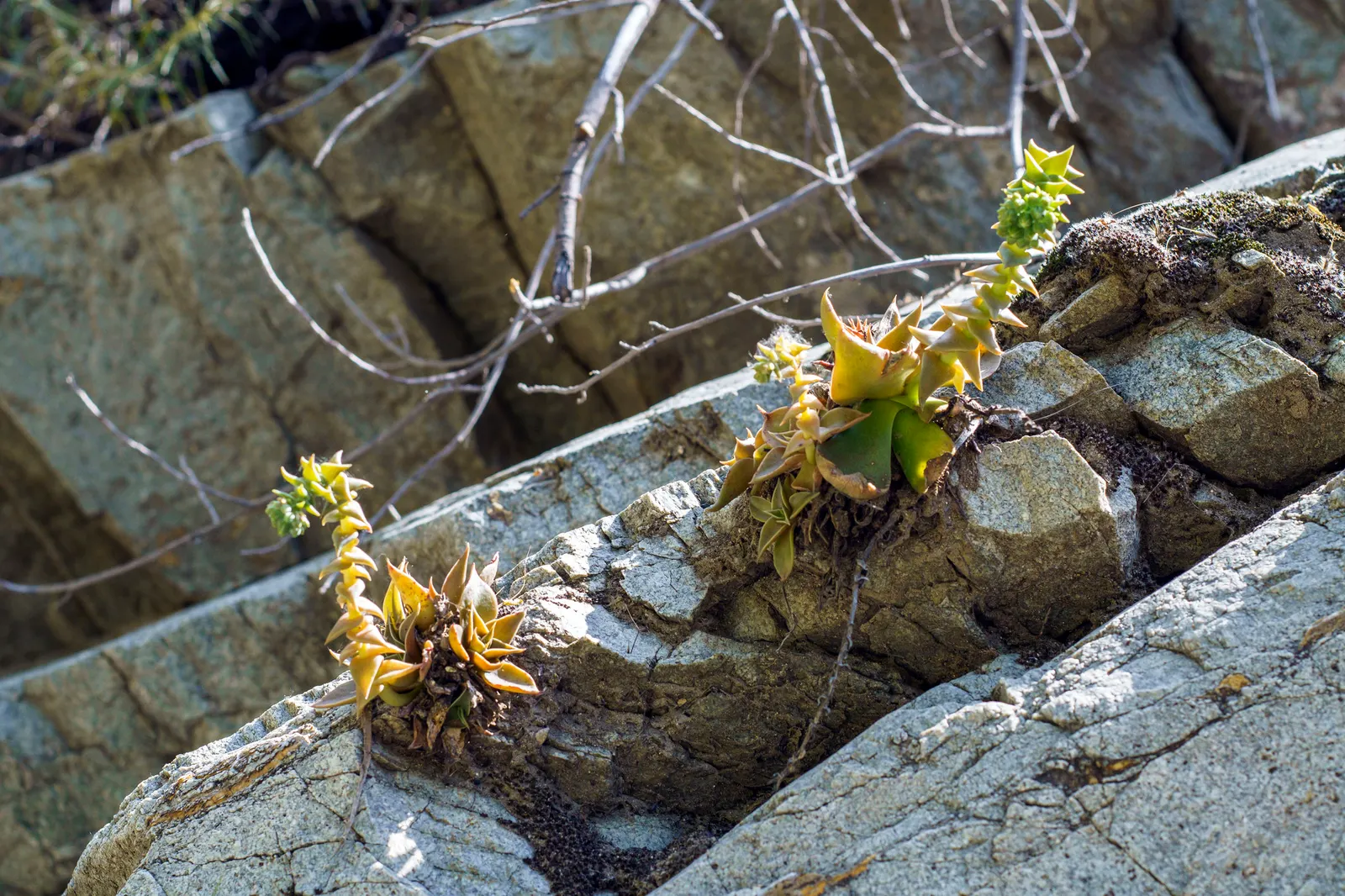 Canyon Live-Forever. (Dudleya Cymosa) — the Canyon Live-Forever prefers well-draining soil and thrives in full sun to partial shade; indicating resilience