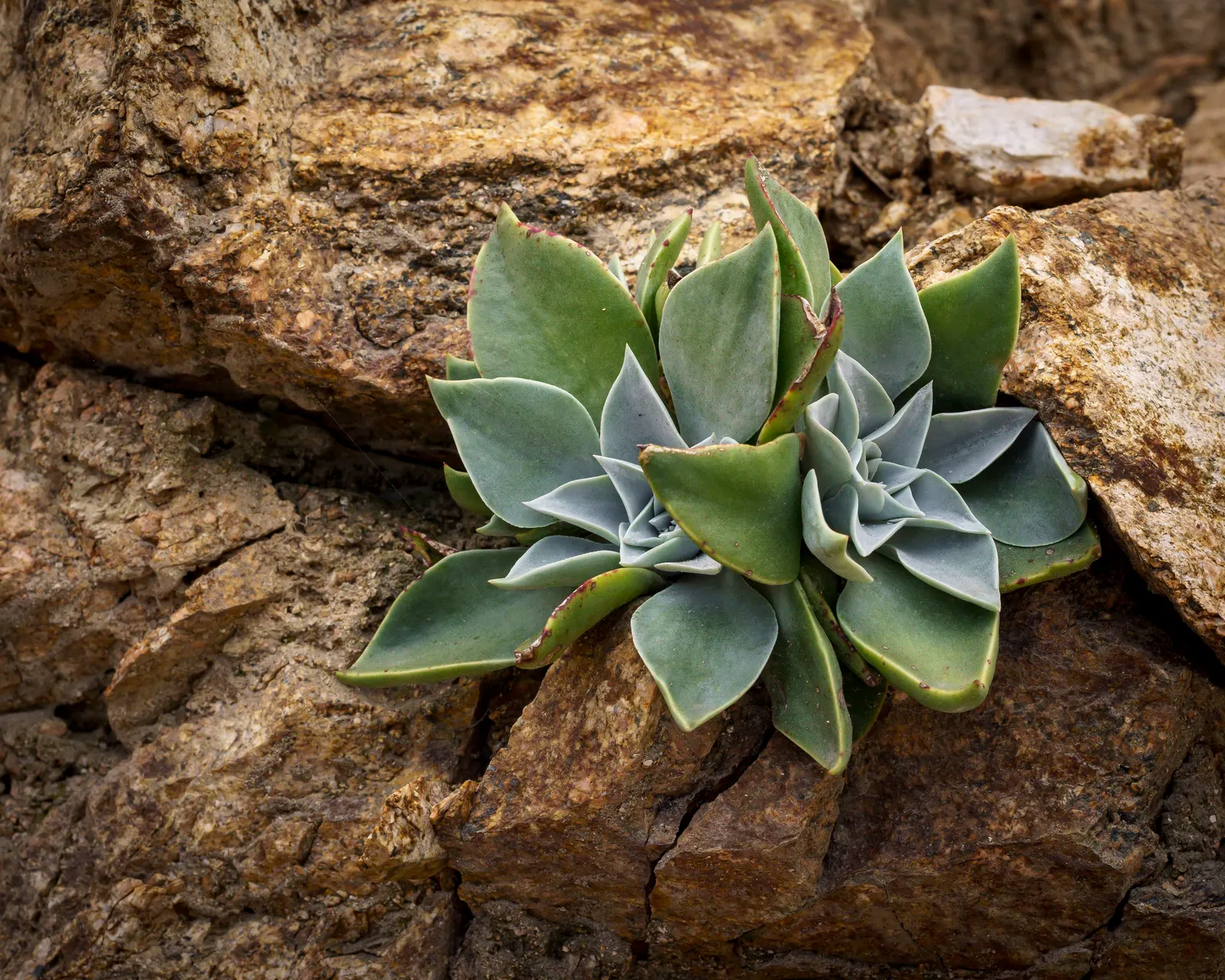 Canyon Live-Forever. (Dudleya Cymosa) — The bright yellow or red-orange flowers are lantern-shaped and dangle from the stalk; ensuring a visually stunning and