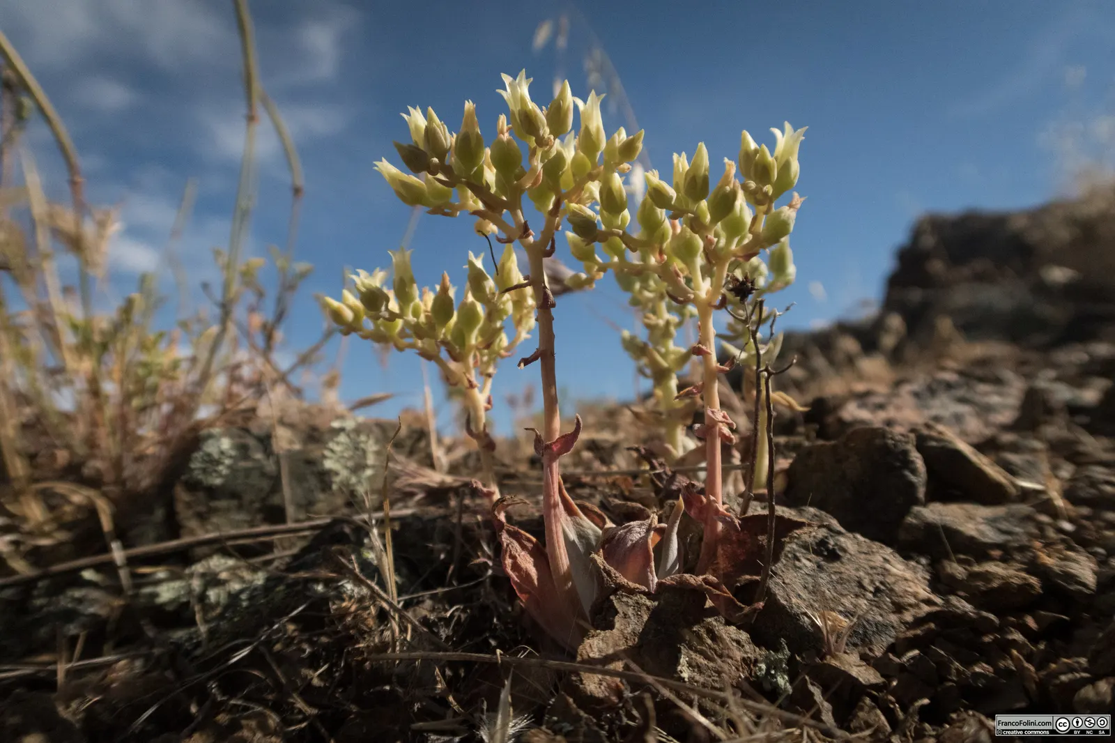 Canyon Live-Forever. (Dudleya Cymosa) — yellow flowers in the garden