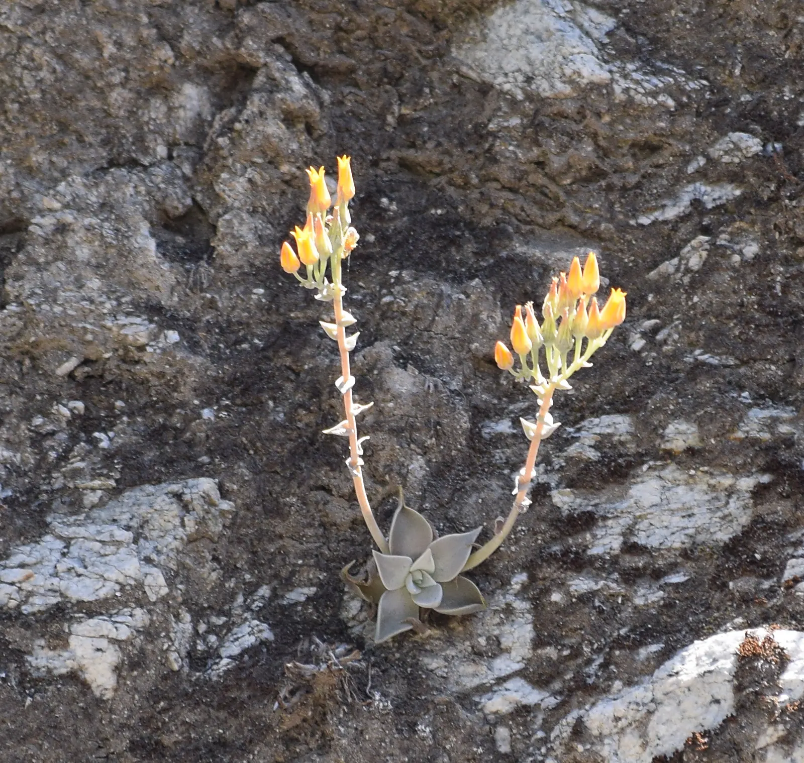 Canyon Live-Forever. (Dudleya Cymosa) — is a captivating succulent perennial that brings a unique aesthetic to any landscape design; ensuring a, image 64