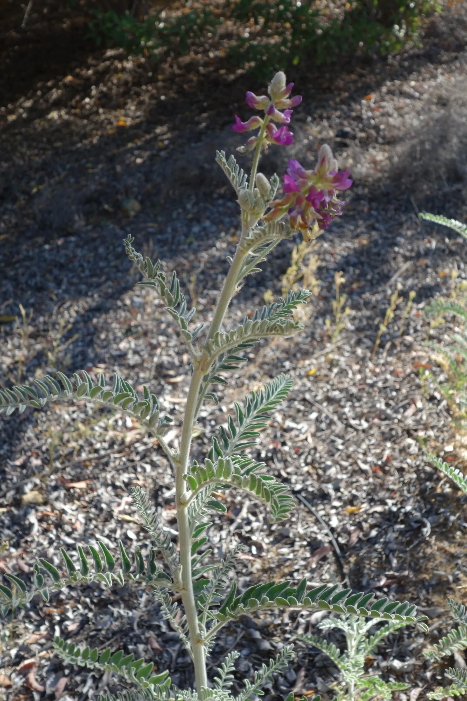 Canyon Live-Forever. (Dudleya Cymosa) — It is best used in rock gardens, as an accent in drought-tolerant landscapes, or on slopes for erosion control