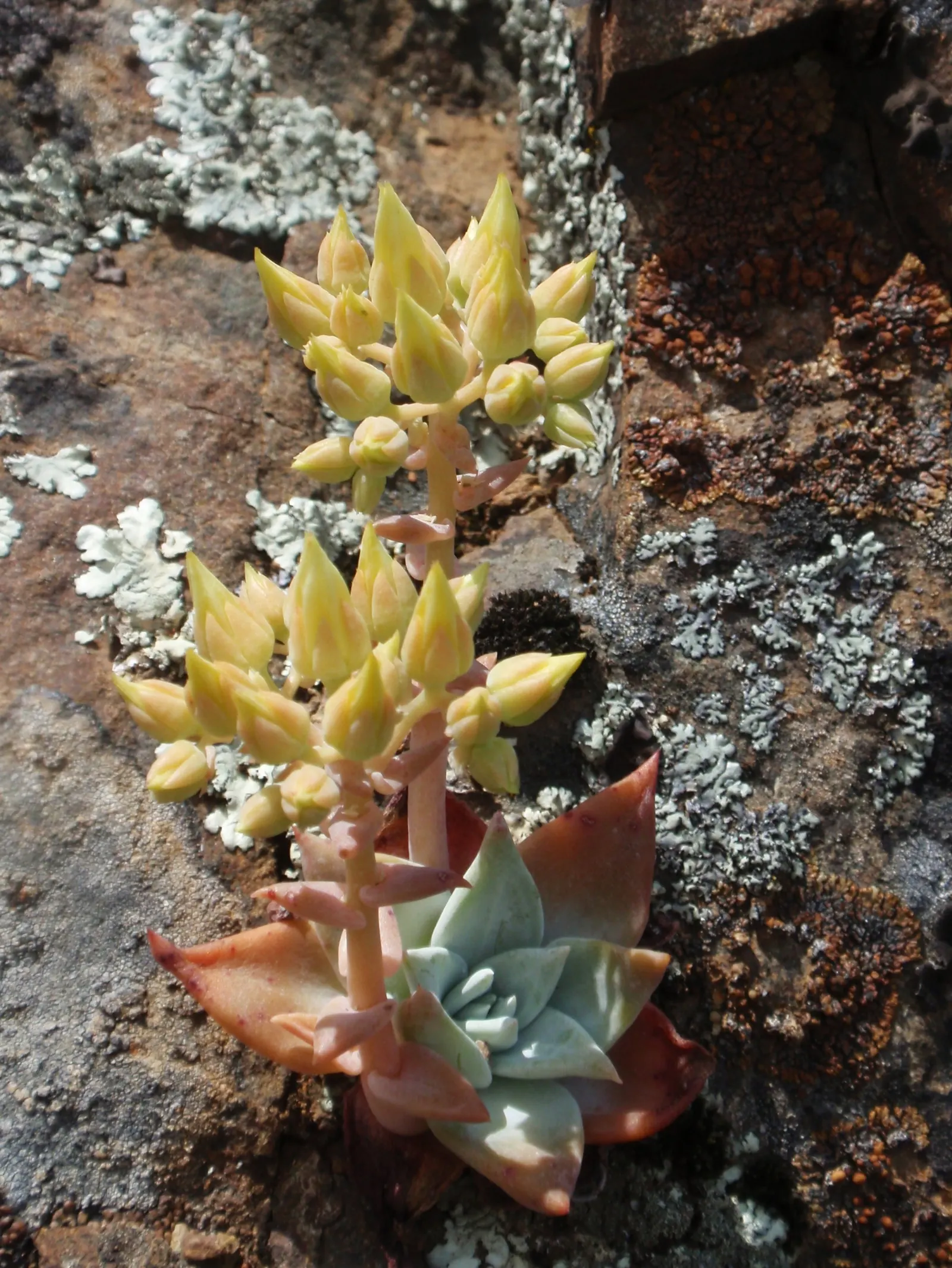 Canyon Live-Forever. (Dudleya Cymosa) — Native to the rocky cliffs and crevices of California's coastal canyons