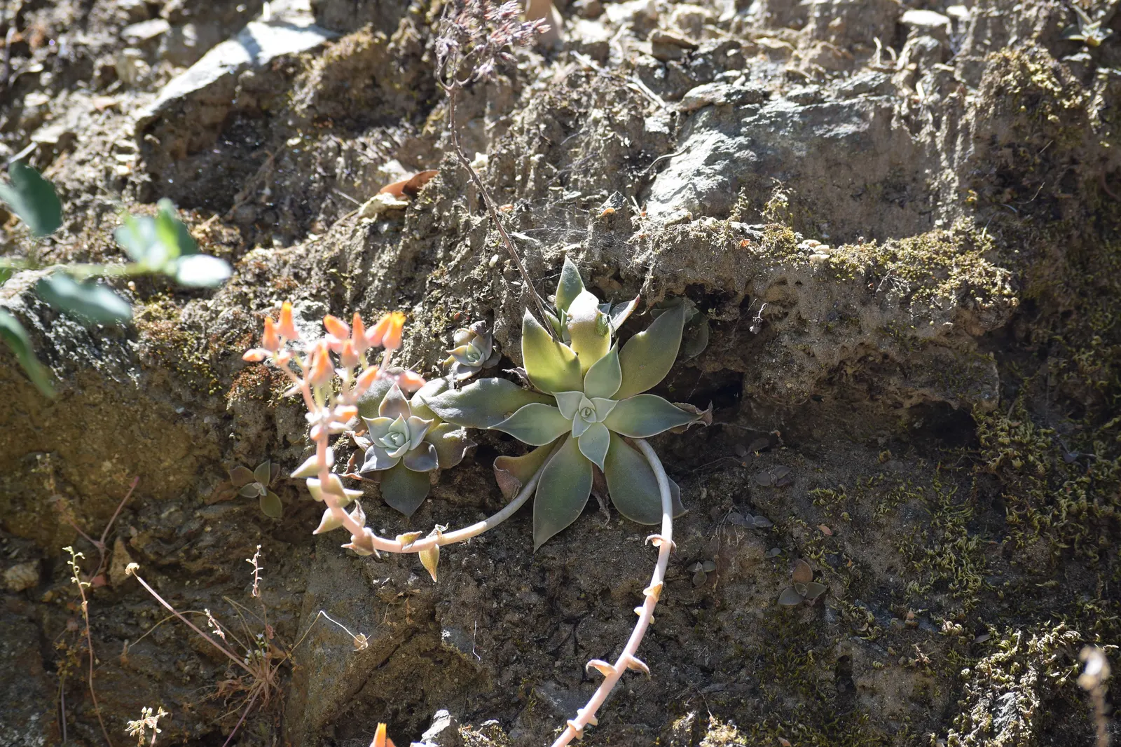 Canyon Live-Forever. (Dudleya Cymosa) — It forms striking rosettes up to 8 inches across, with waxy, tapered leaves; indicating resilience against, image 86