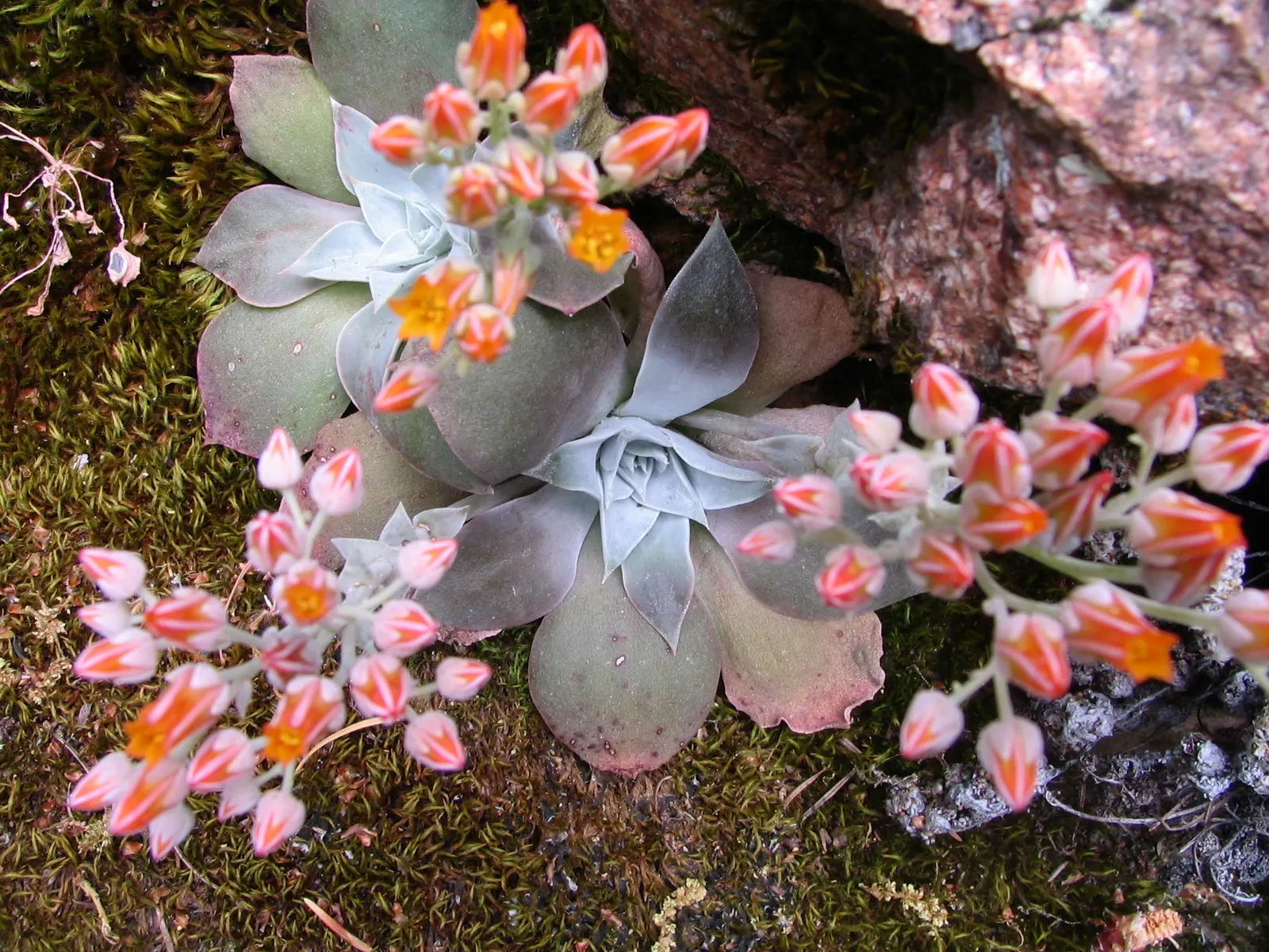 Canyon Live-Forever. (Dudleya Cymosa) — USDA zones 7-10 suit it best