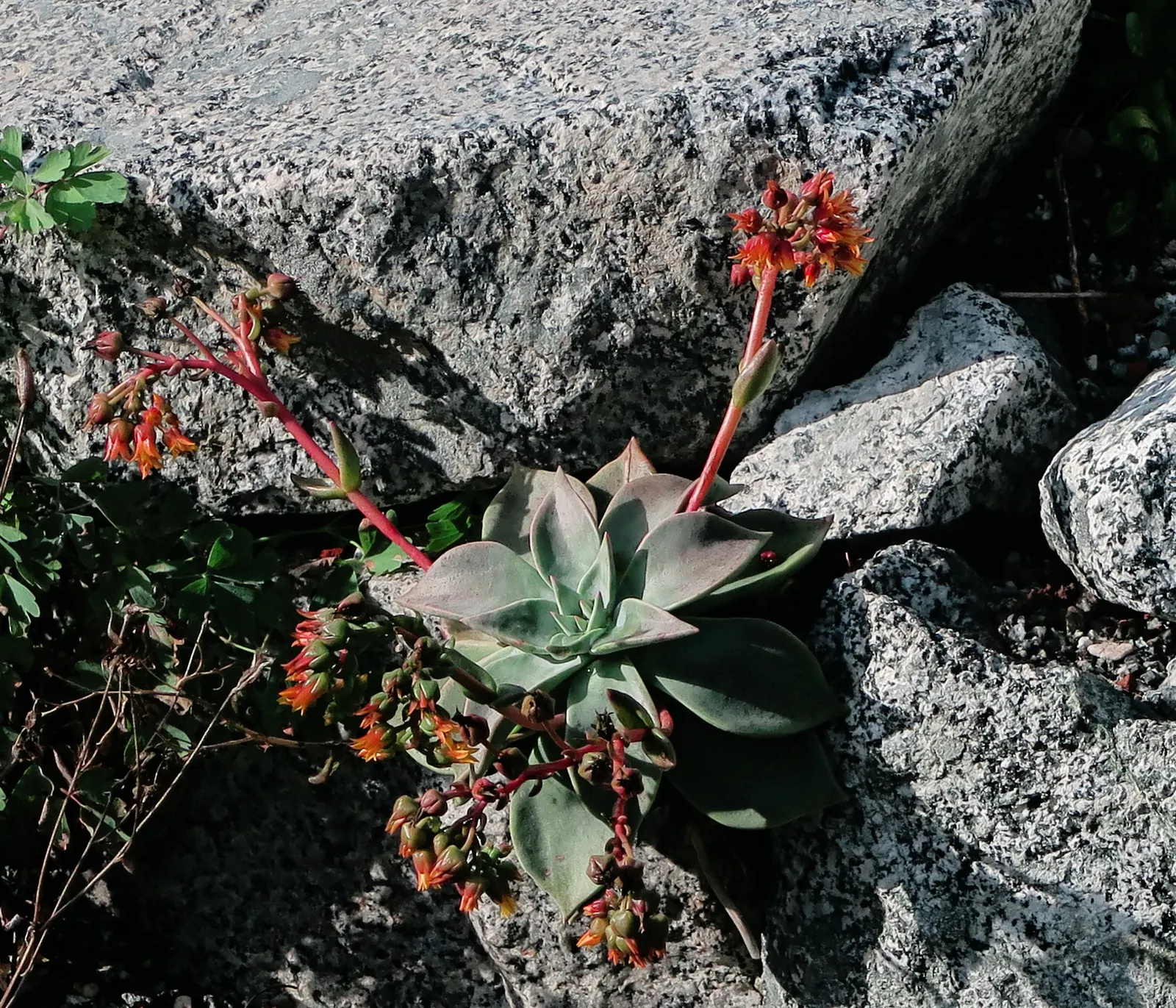 Canyon Live-Forever. (Dudleya Cymosa) — The bright yellow or red-orange flowers are lantern-shaped and dangle from the stalk