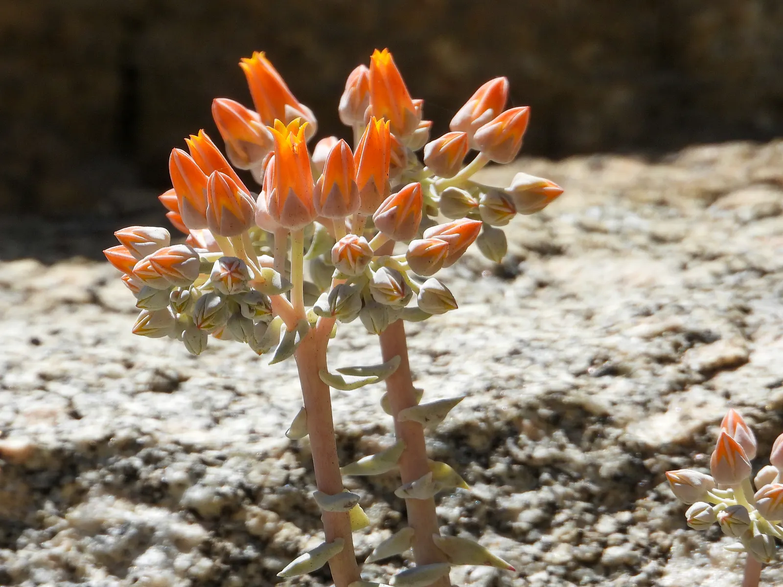 Canyon Live-Forever. (Dudleya Cymosa) — From spring to early summer, it boasts vibrant yellow-orange flowers on stems reaching up to 1 foot tall; during the