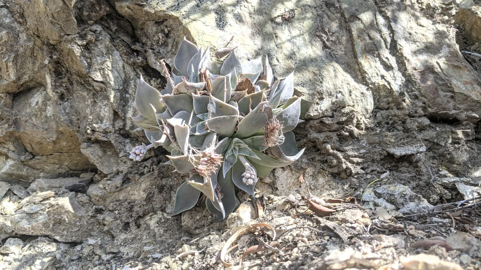 Canyon Live-Forever. (Dudleya Cymosa) — When integrating into a design scheme; ensuring a visually stunning and healthy garden addition, image 80