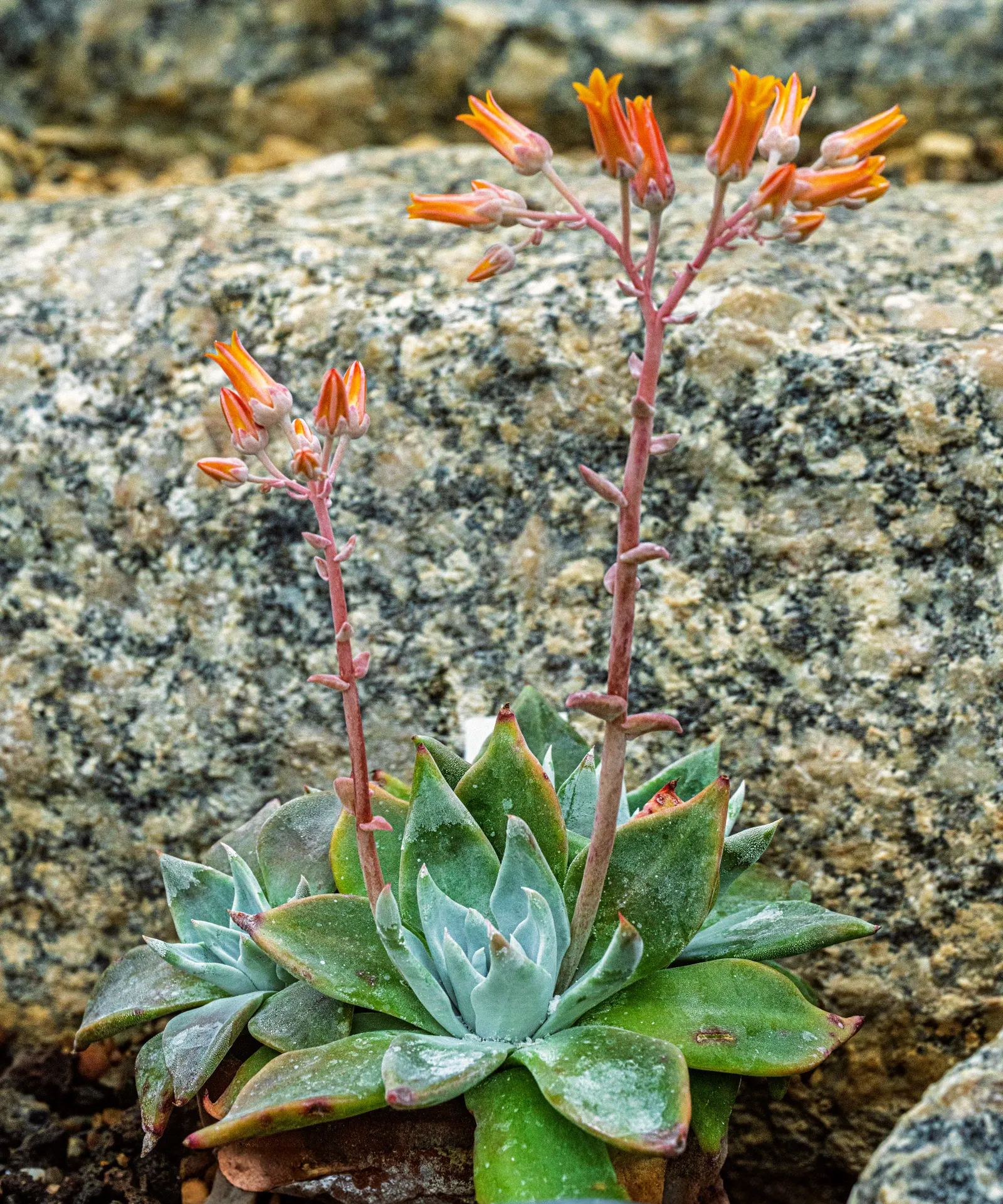 Canyon Live-Forever. (Dudleya Cymosa) — attracting a variety of pollinators which include hummingbirds and bees.<br><br>Requiring minimal, image 77