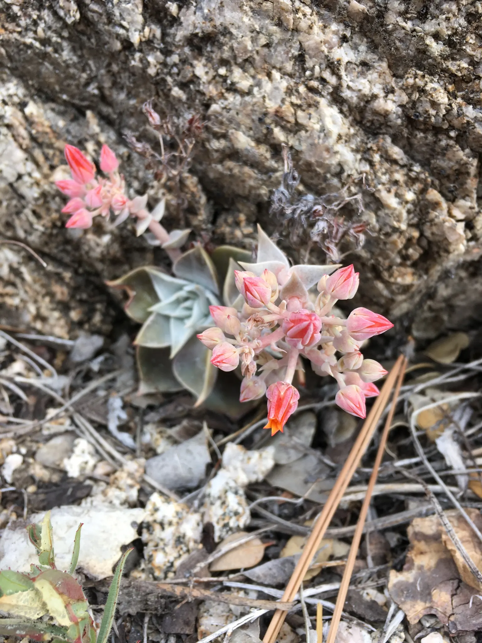 Canyon Live-Forever. (Dudleya Cymosa) — is a captivating succulent perennial that brings a unique aesthetic to any landscape design