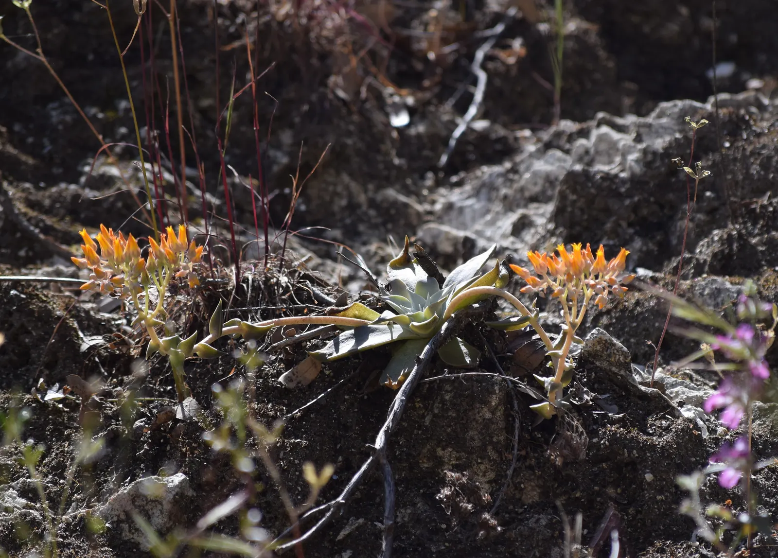 Canyon Live-Forever. (Dudleya Cymosa) — The Canyon Live-Forever, Dudleya cymosa, is a perennial succulent native to Californian cliffs