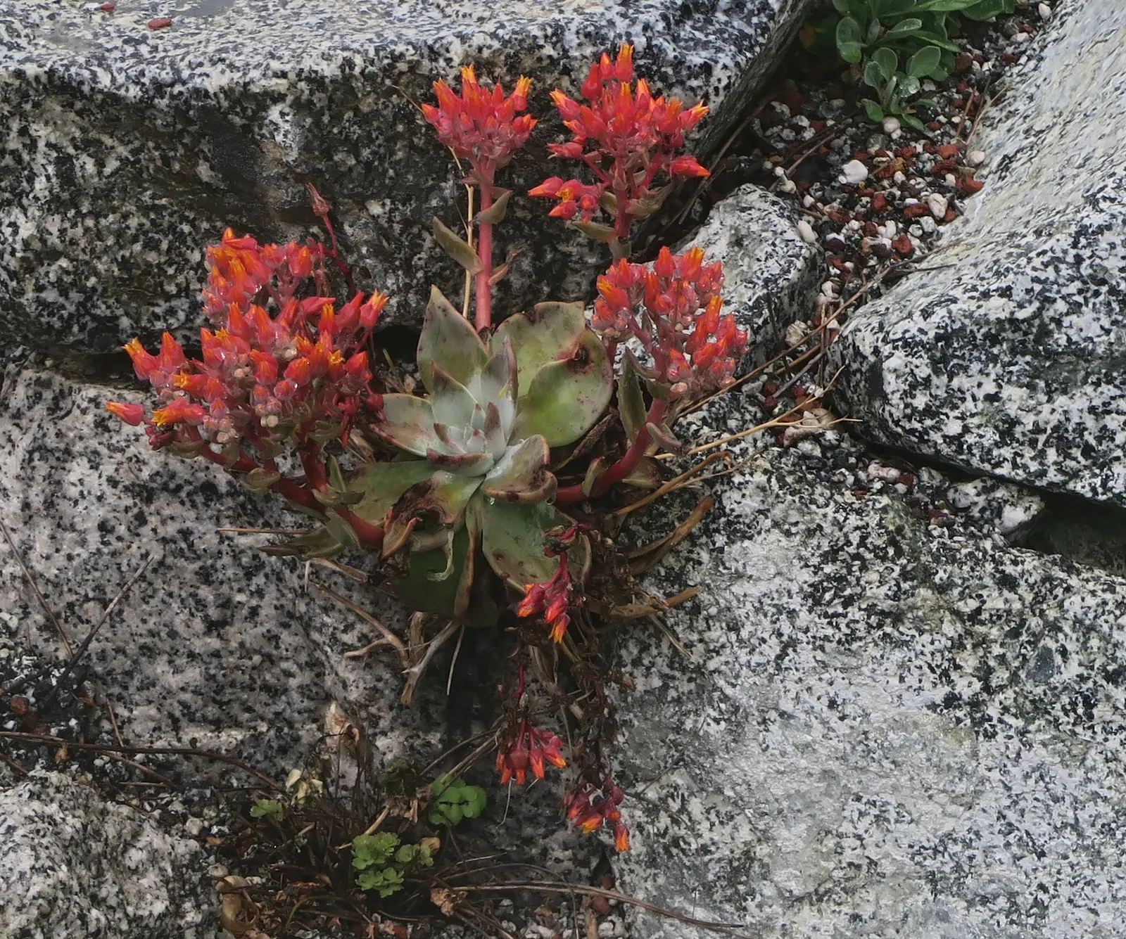 Canyon Live-Forever. (Dudleya Cymosa) — ensuring a visually stunning and healthy garden addition