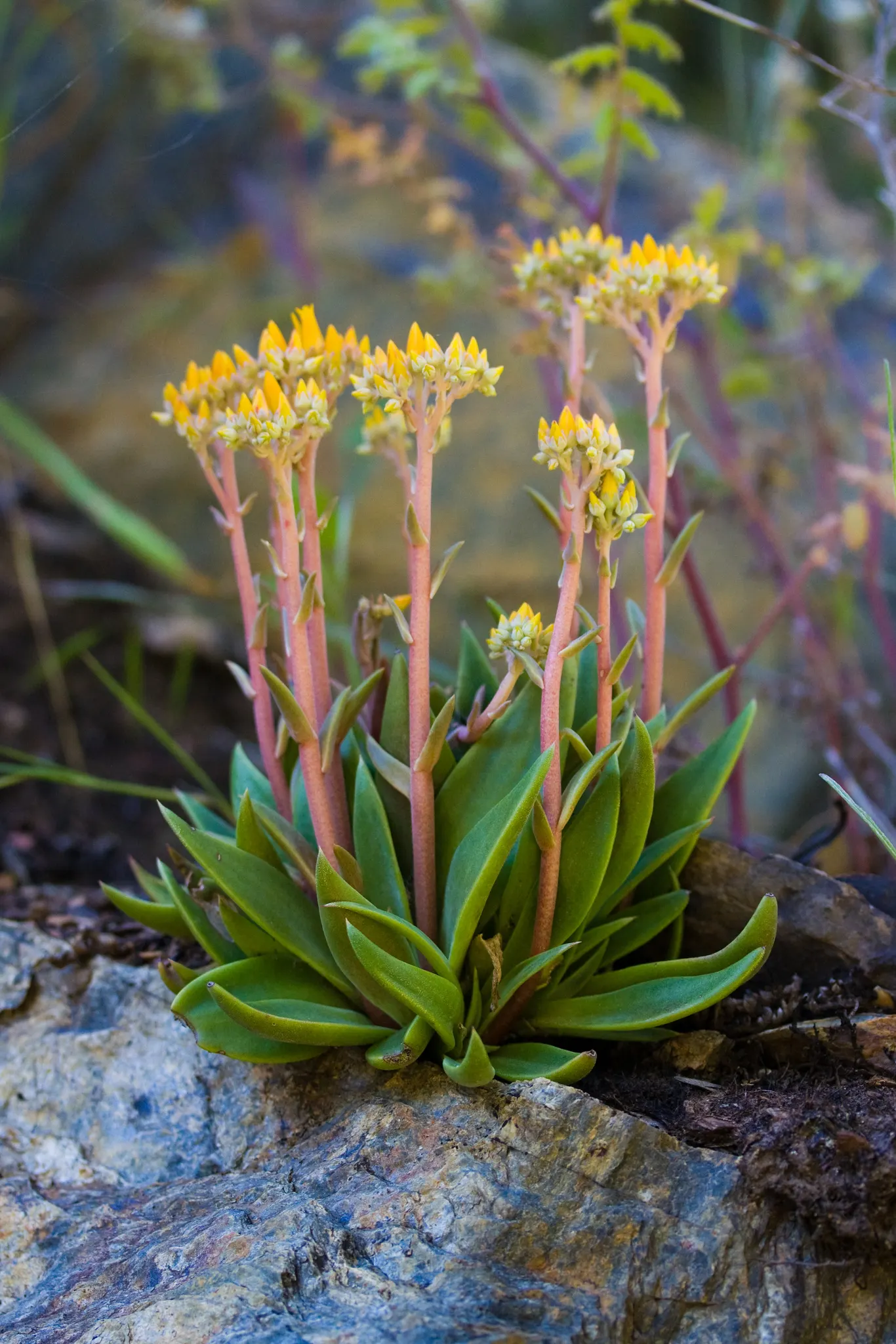 Canyon Live-Forever. (Dudleya Cymosa) — succulent with yellow blooms