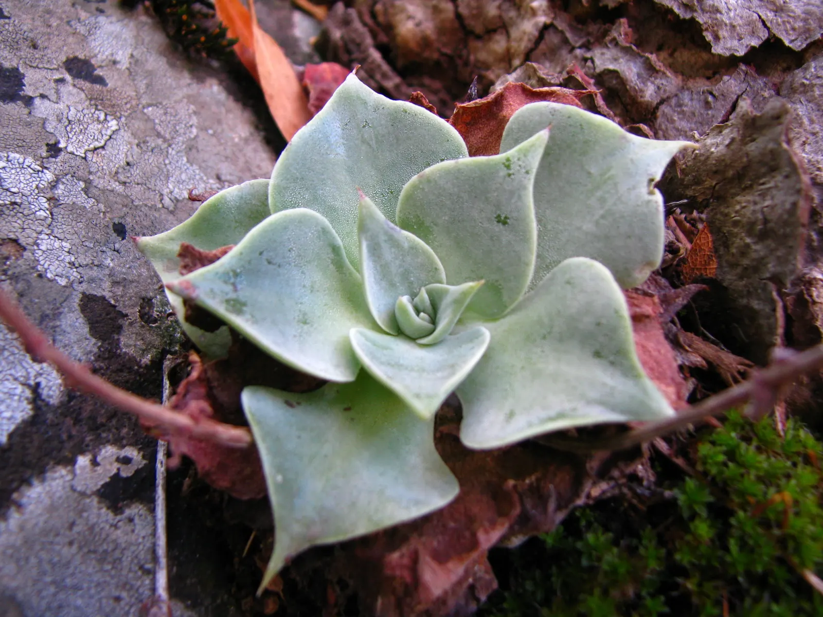 Canyon Live-Forever. (Dudleya Cymosa) — tapered leaves that form a rosette