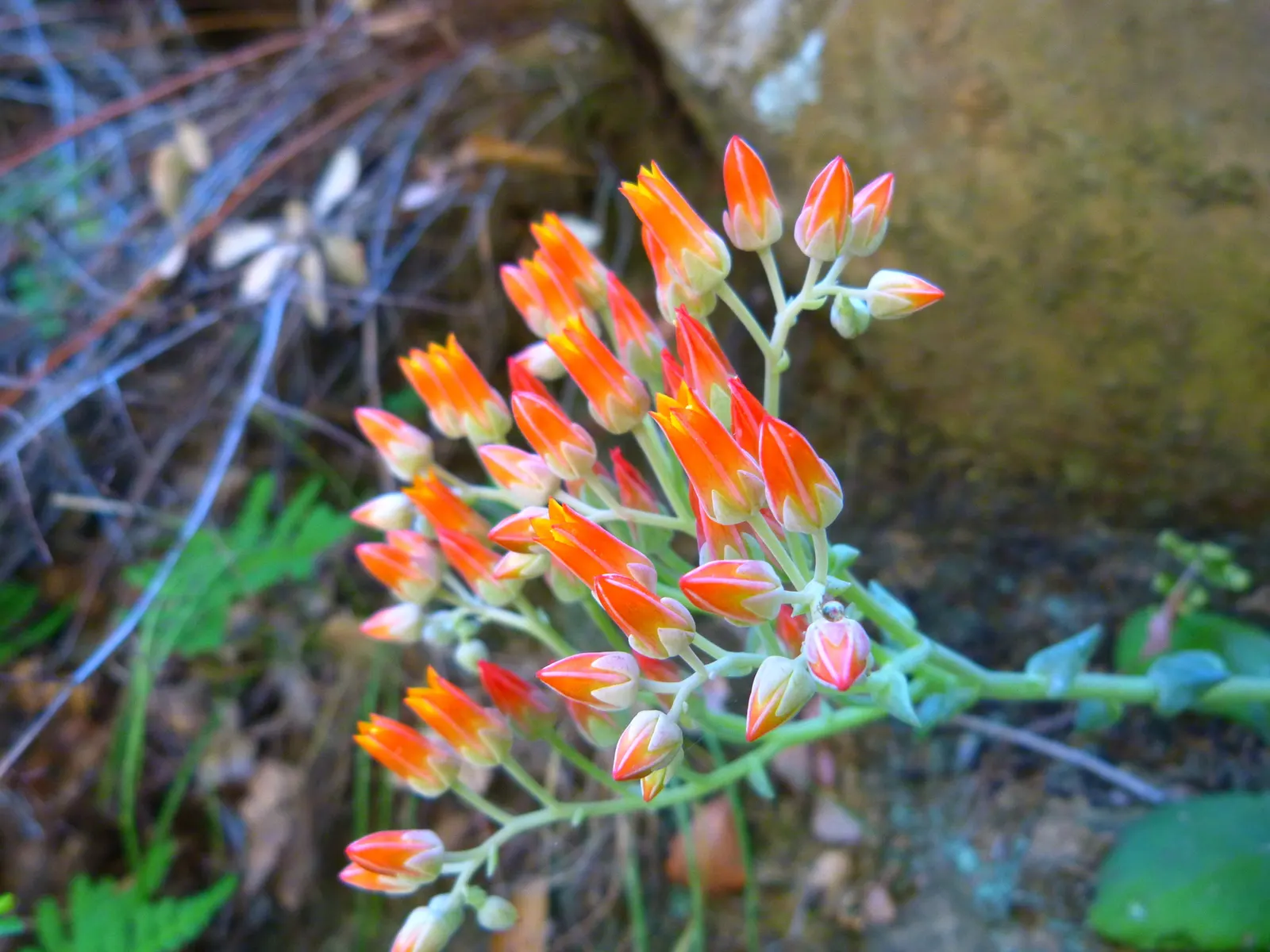 Canyon Live-Forever. (Dudleya Cymosa) — scientifically known as Dudleya cymosa; during the spring and early summer, image 63