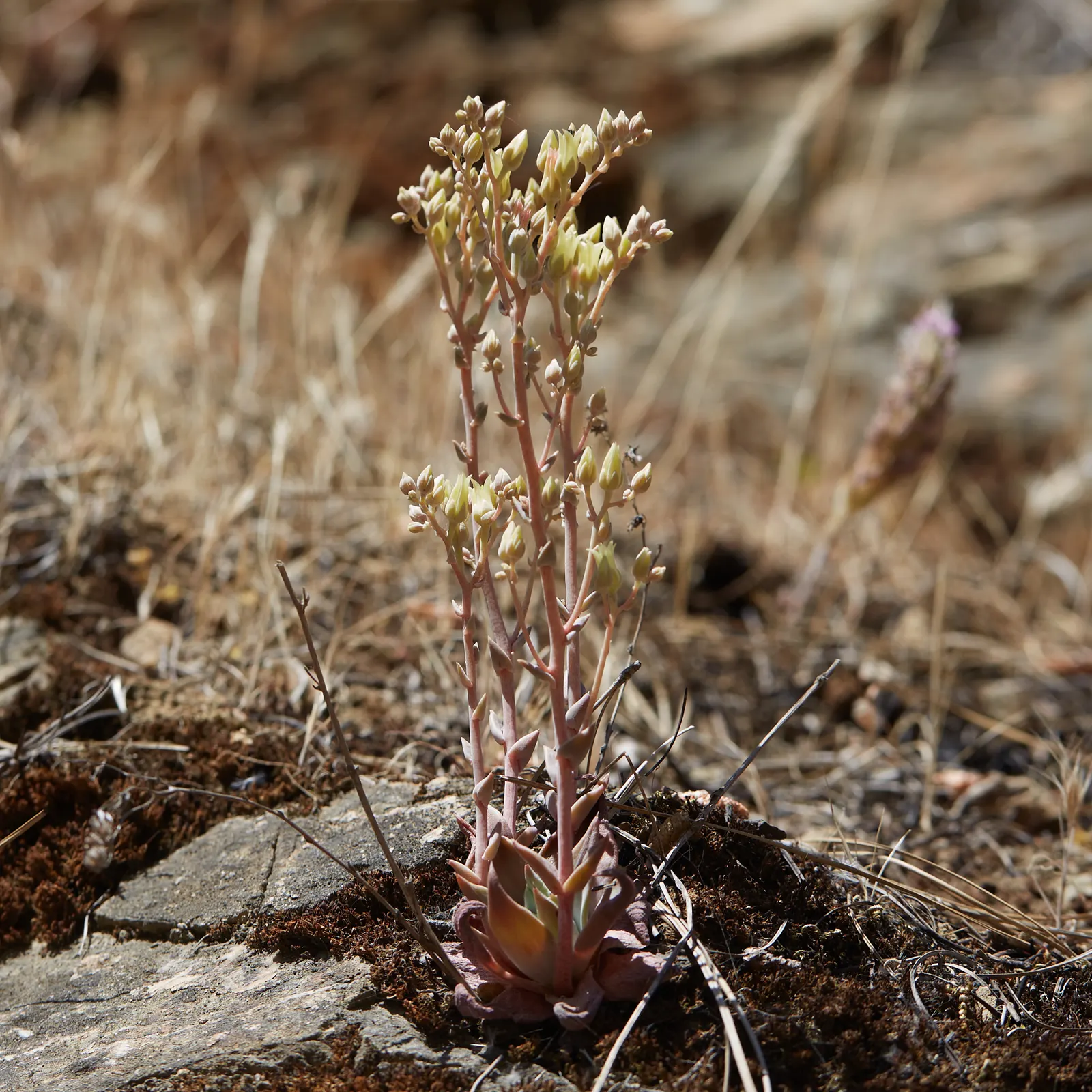 Canyon Live-Forever. (Dudleya Cymosa) — depending on the particular subspecies and growing conditions; excelling in well-drained soils, it requires minimal