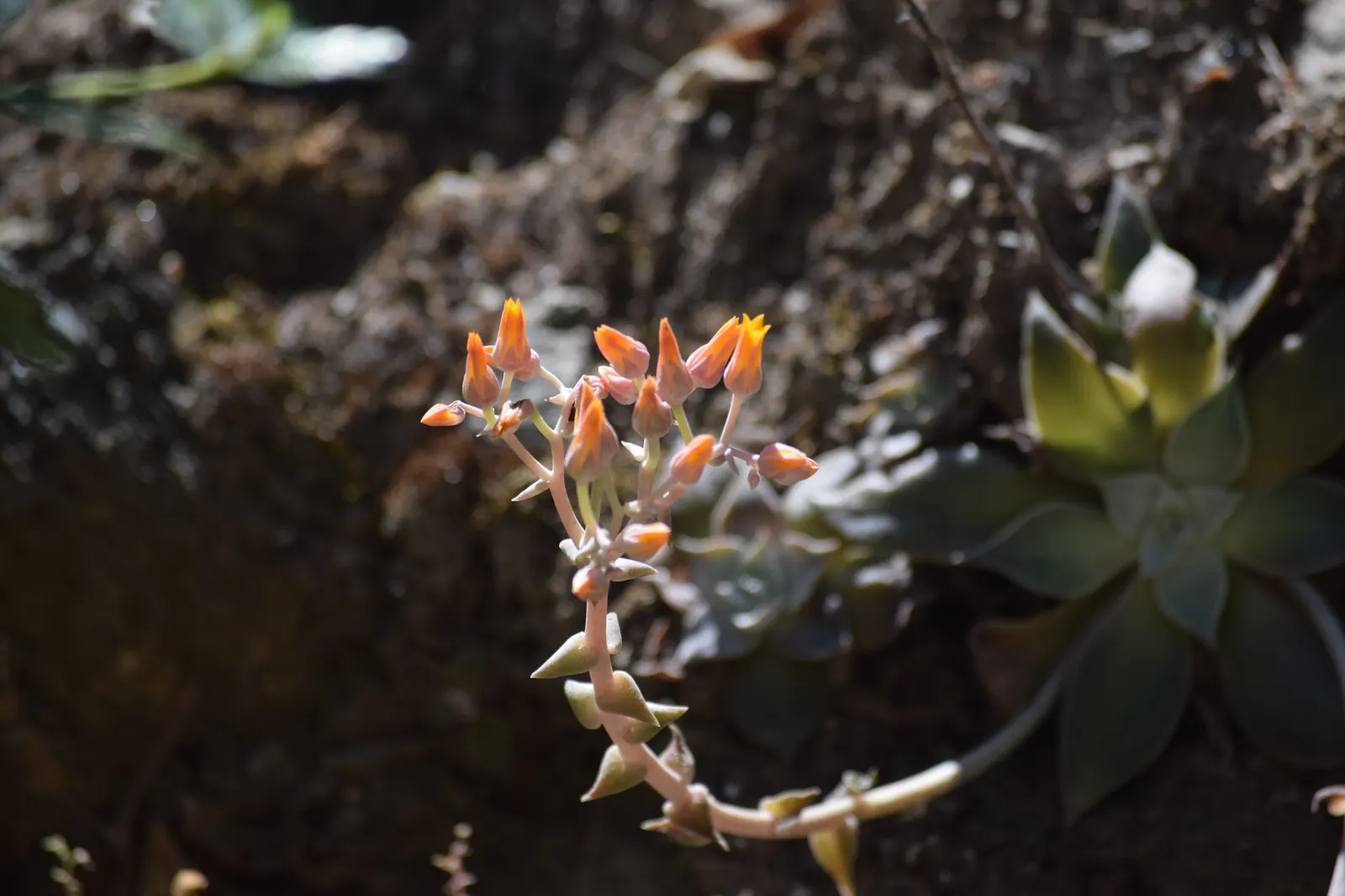 Canyon Live-Forever. (Dudleya Cymosa) — Full sun to part shade recommended; indicating resilience against cooler temperatures