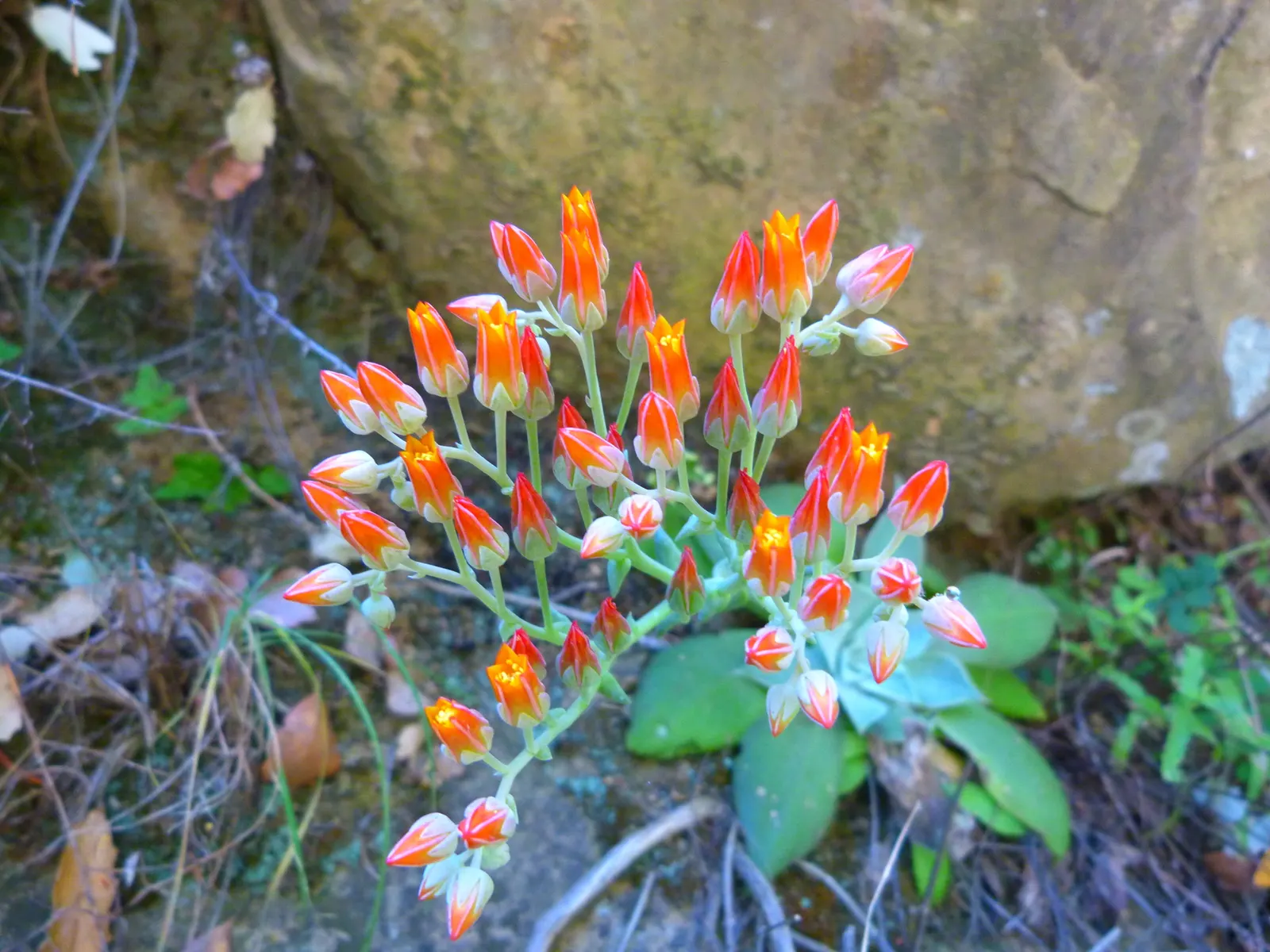Canyon Live-Forever. (Dudleya Cymosa) — Typically green with red or purple tints; during the spring and early summer, image 71