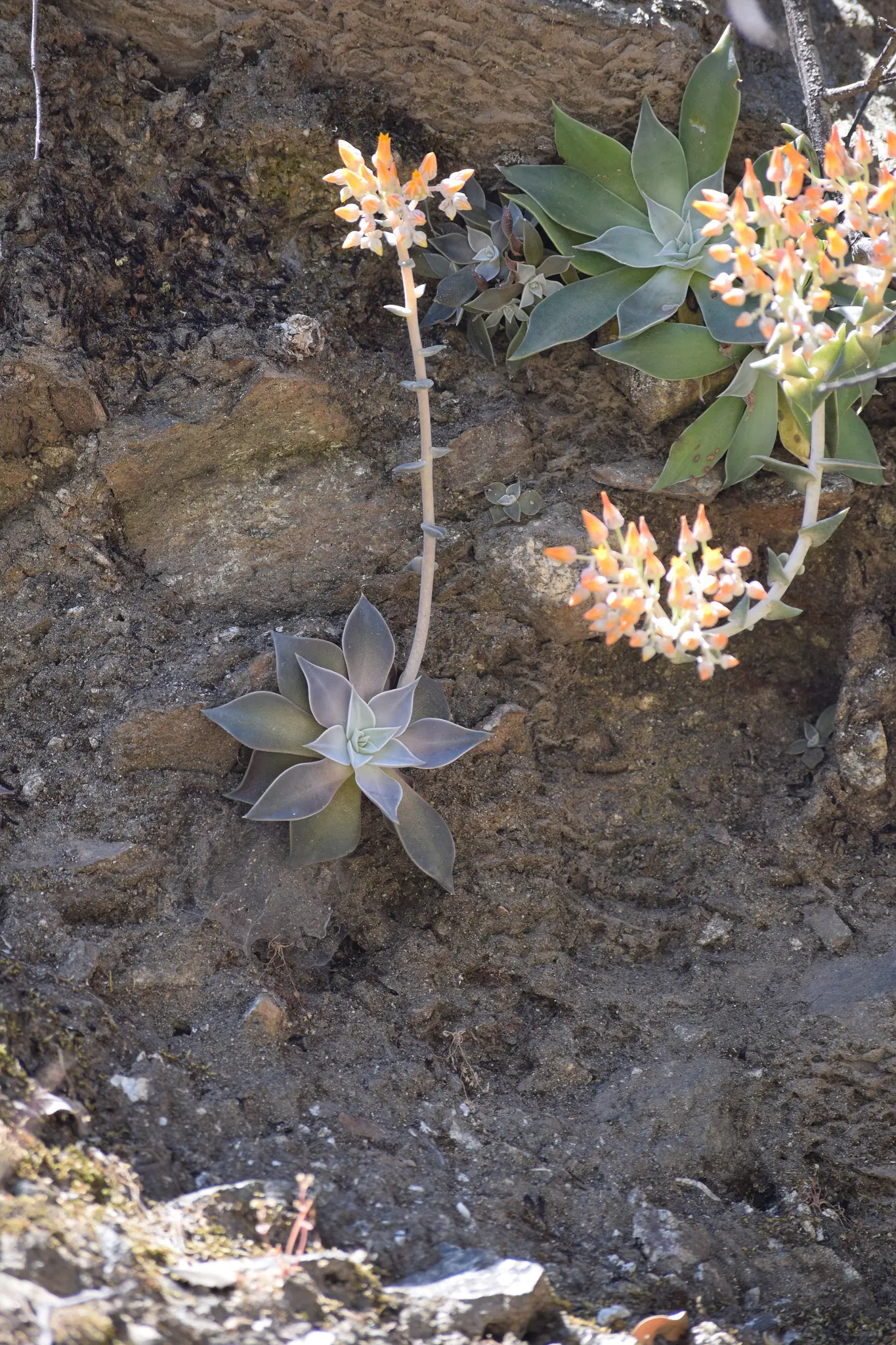 Canyon Live-Forever. (Dudleya Cymosa) — Native to the rocky cliffs and crevices of California's coastal canyons; excelling in well-drained soils, it requires