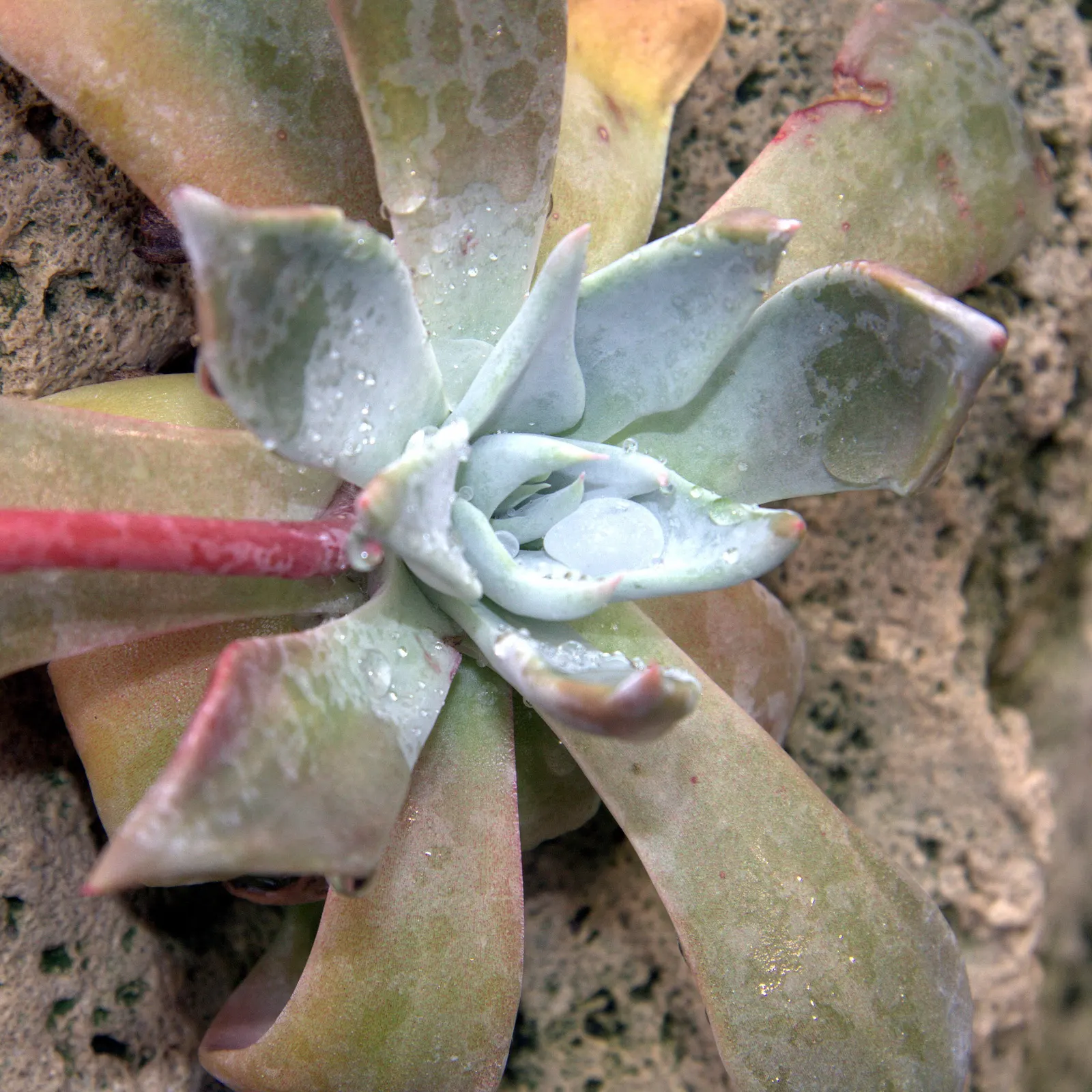 Canyon Live-Forever. (Dudleya Cymosa) — radiating from the plant's base; indicating resilience against cooler temperatures, image 70