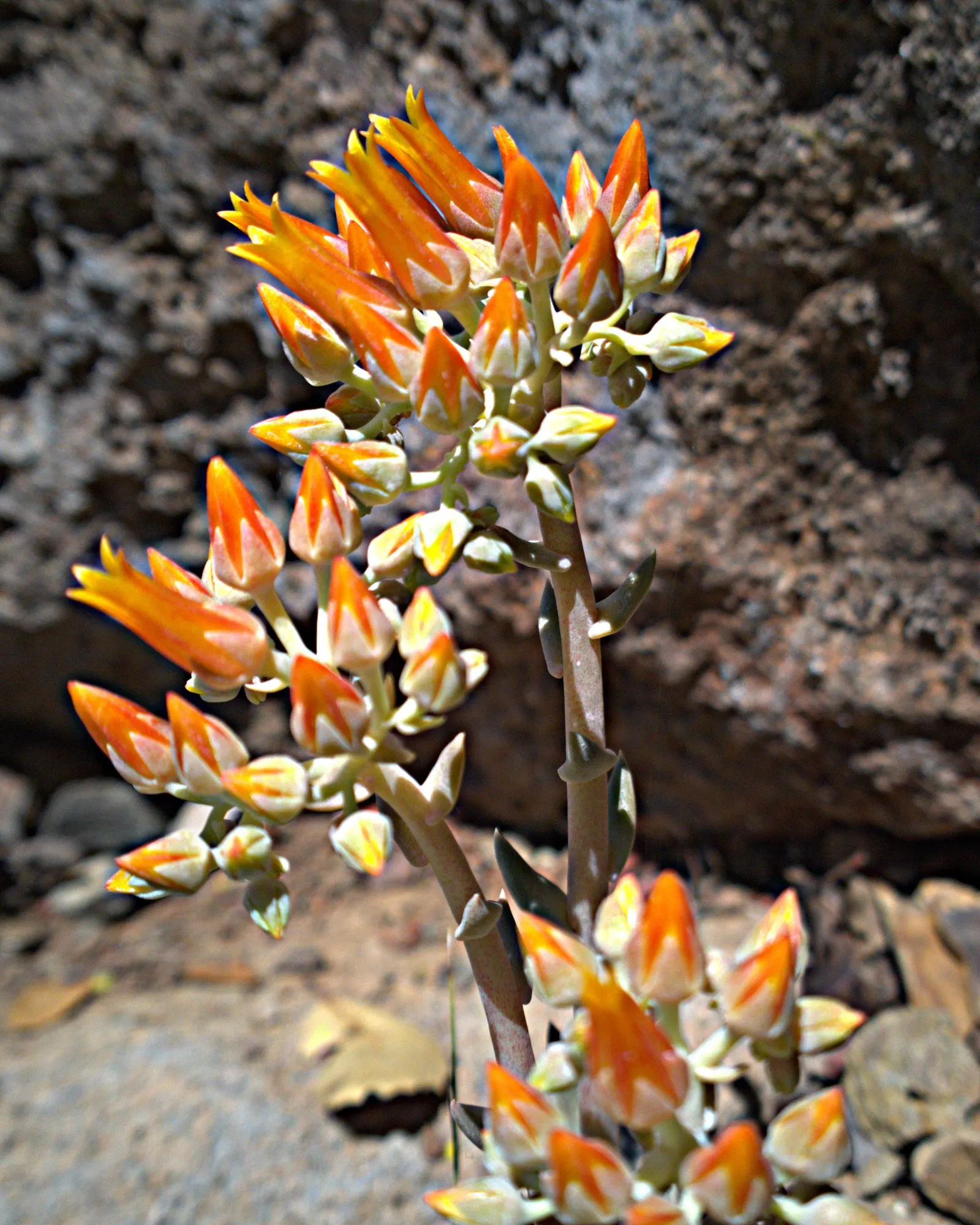 Canyon Live-Forever. (Dudleya Cymosa) — down to as low as -20°F in winter months.<br><br>The Dudleya cymosa features fleshy