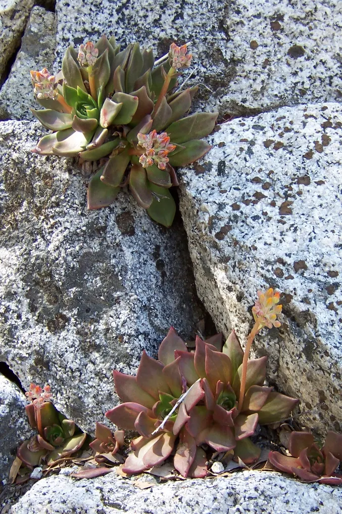 Canyon Live-Forever. (Dudleya Cymosa) — ensuring a visually stunning and healthy garden addition; excelling in well-drained soils, it requires, image 81