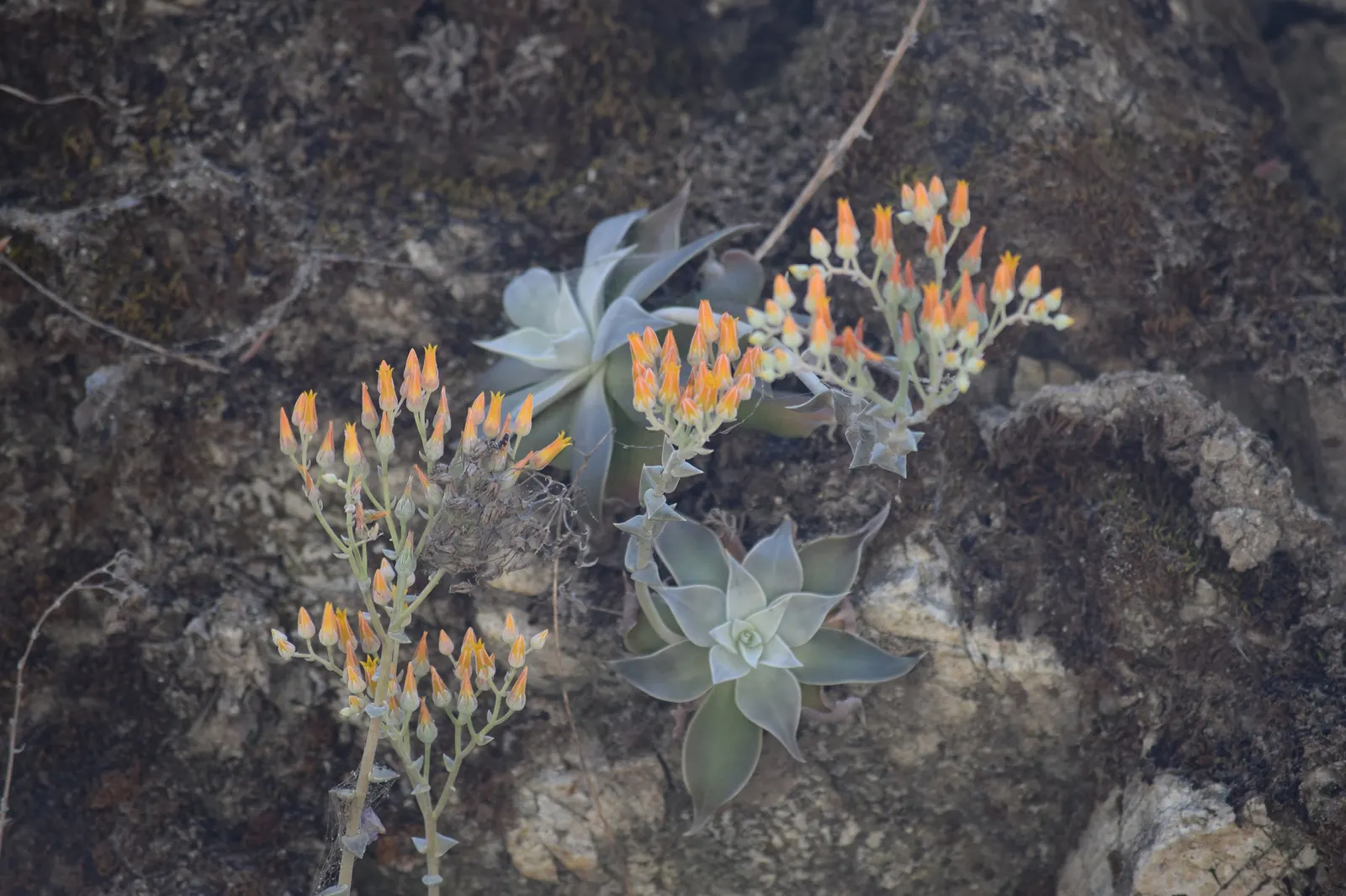 Canyon Live-Forever. (Dudleya Cymosa) — down to as low as -20°F in winter months.<br><br>The Dudleya cymosa features fleshy; ensuring a visually stunning